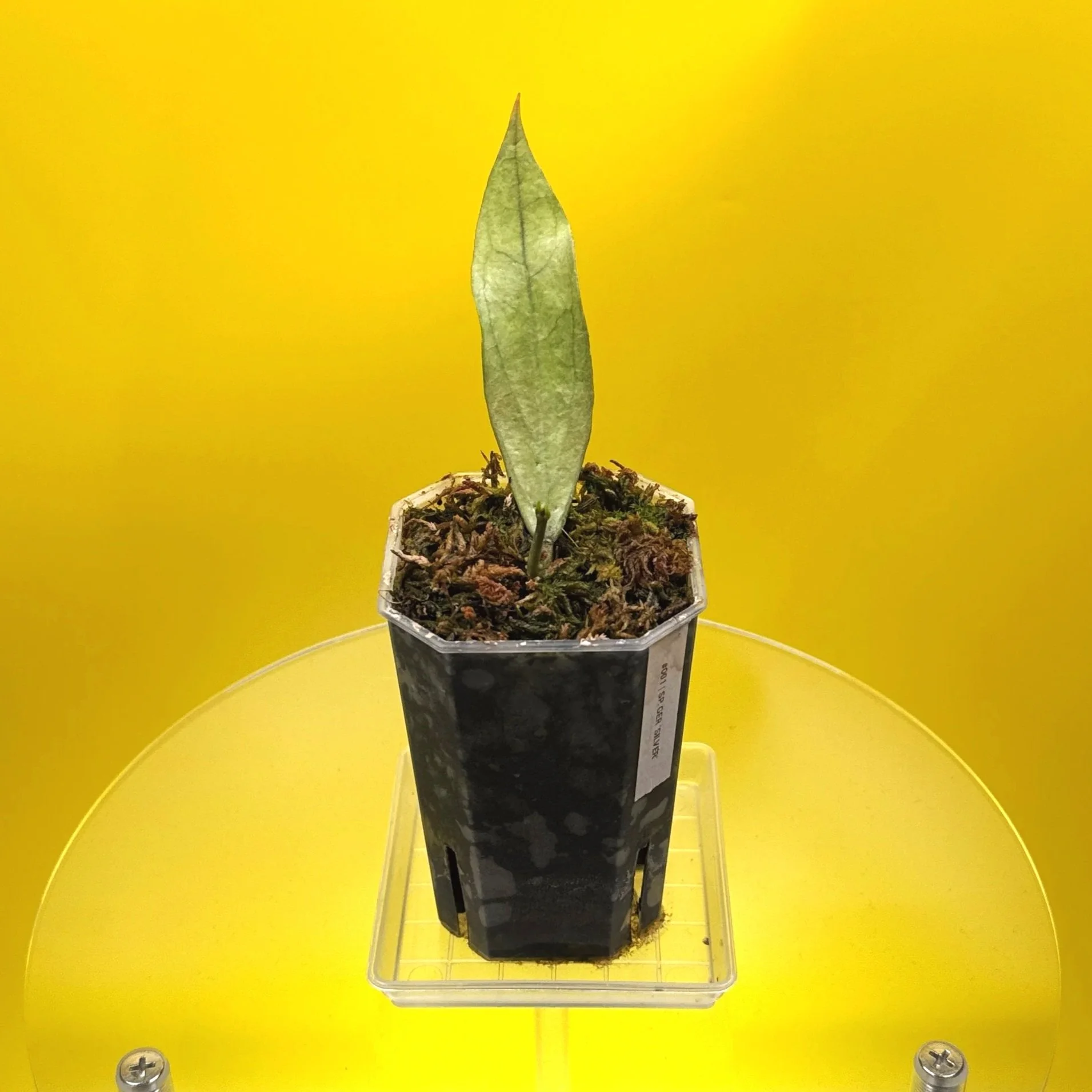 Hoya Sp. Germany Silver | Shop Rare Silver Hoya Houseplants from Sydney, Australia | Melty Plants E-Store Online