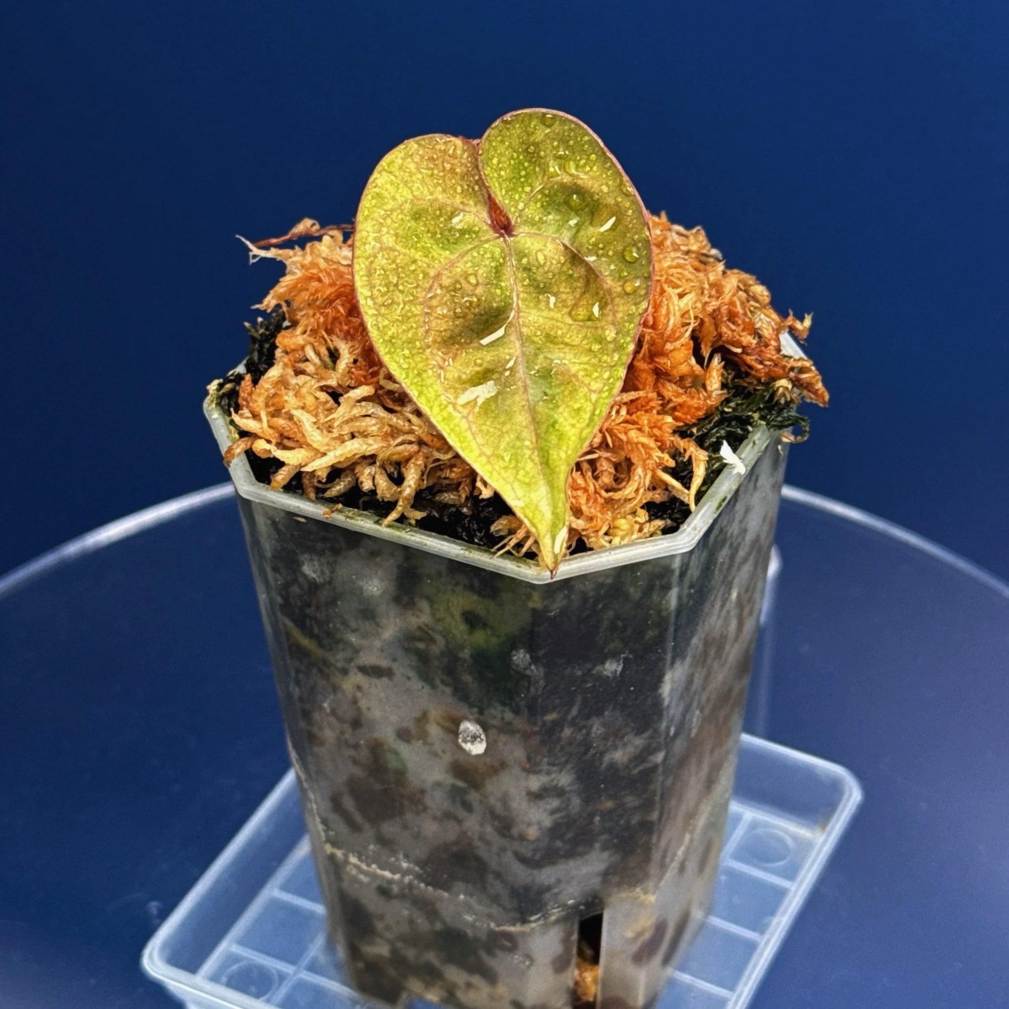 Anthurium Tezula Ace of Spades 'Dark Form' – Mint Variegated | Shop Ultra Rare Variegated Anthuriums online from Sydney, Australia | Melty Plants E-Store, Online