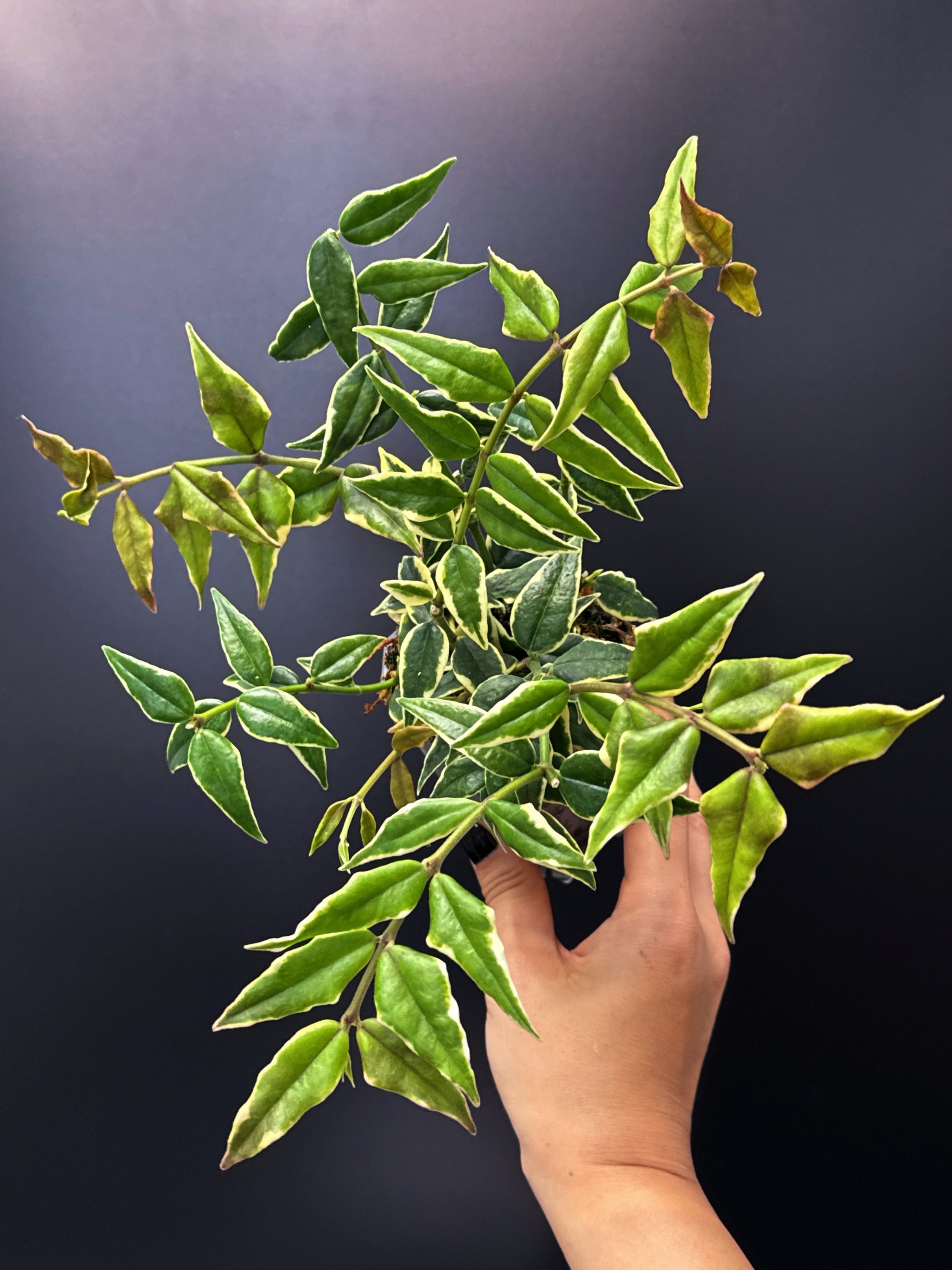 Hoya Bella Albomarginata in a Small Square, Clear Pot for sale | Shop Rare Hoya Houseplants in Sydney, Australia | Melty Plants E-Store Online