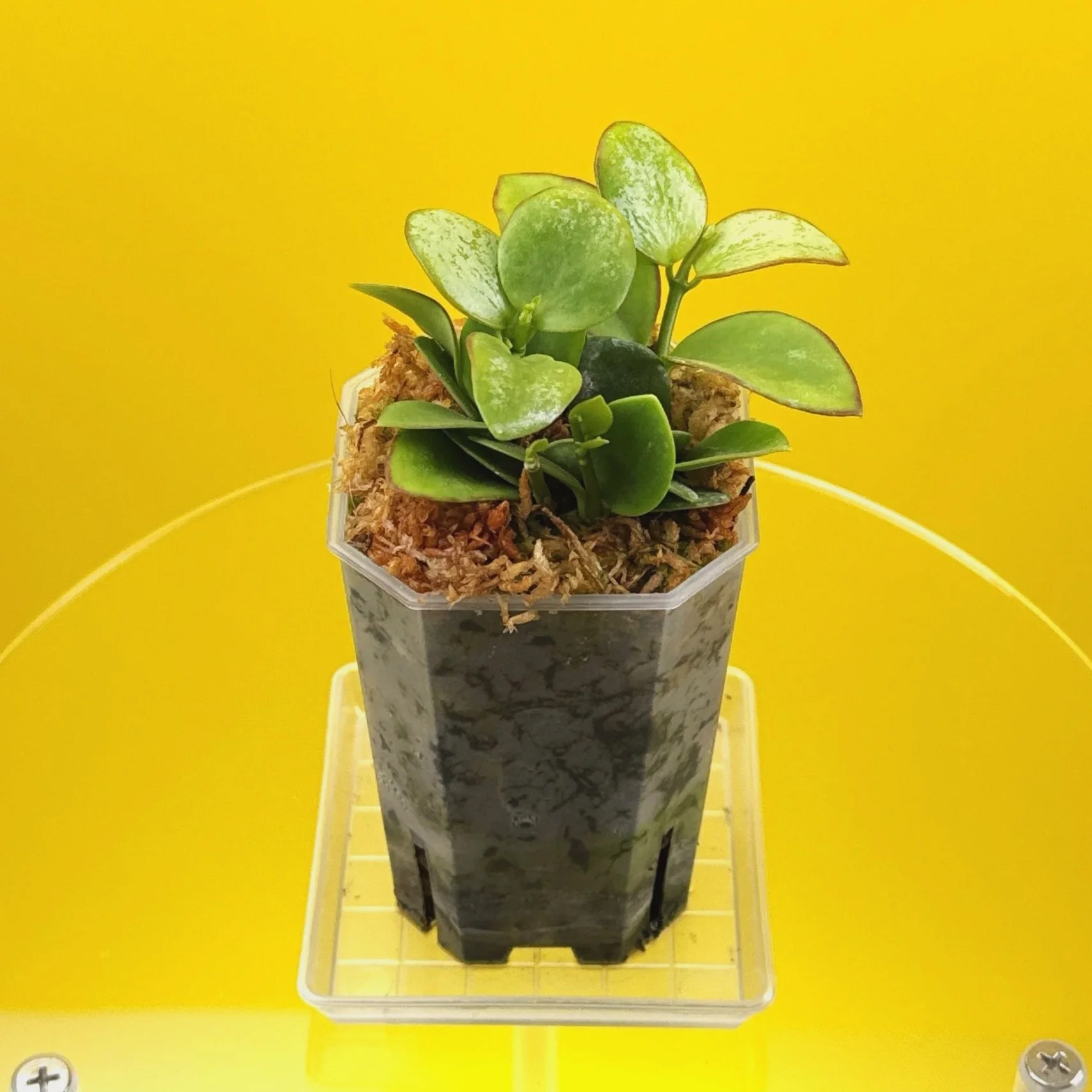 Hoya Collina in a small clear square pot for sale | Shop Rare Hoya Plants in Sydney, Australia | Melty Plants E-Store, Online