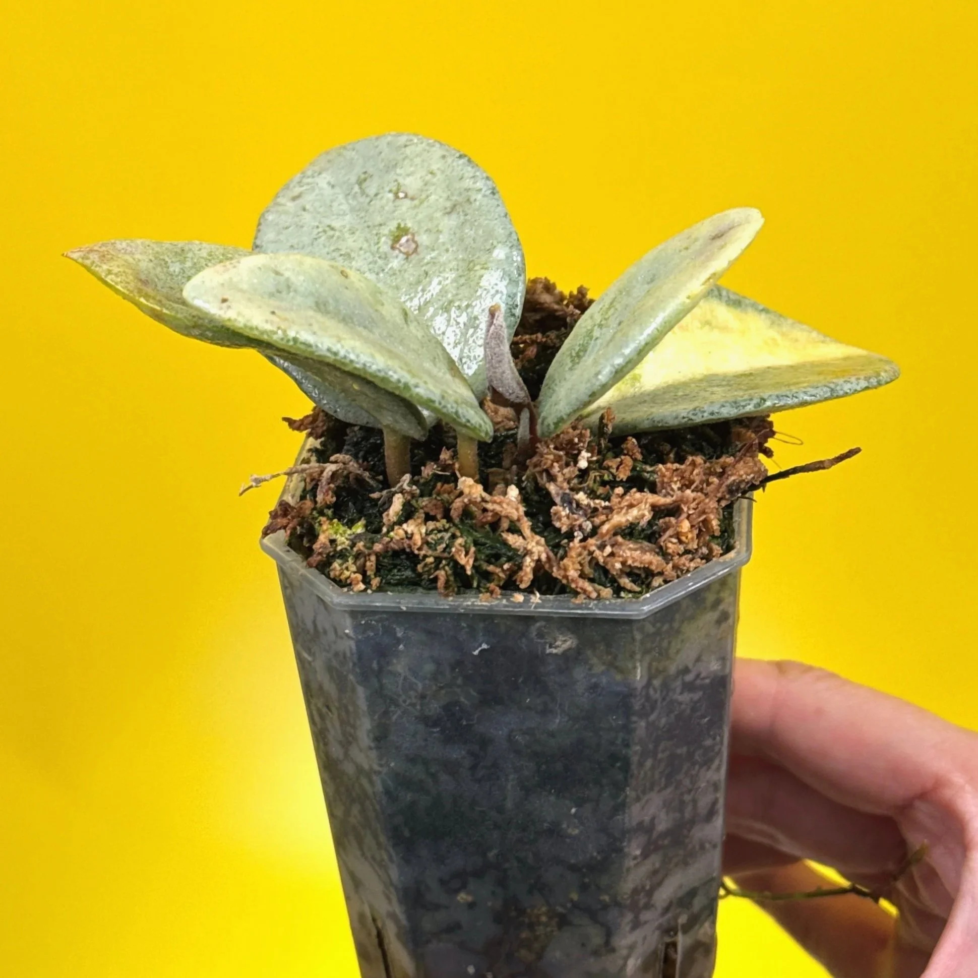 Hoya Carnosa Nova Ghost multi-planted in a small square pot for sale in Sydney, Australia