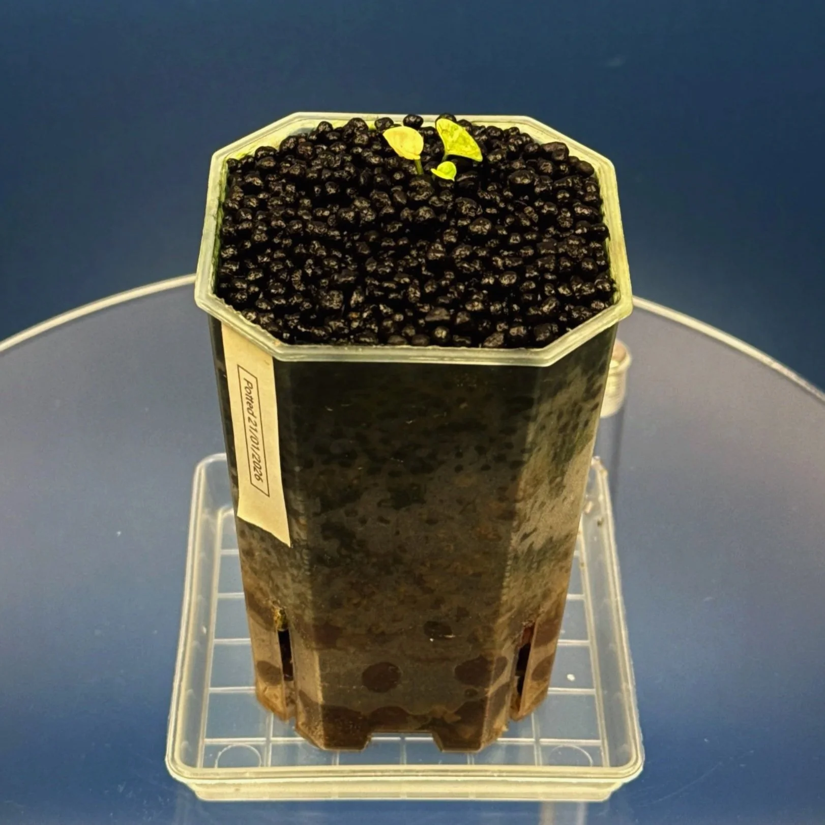 Anthurium Variegated Forgetii x Red Forgetii -Variegated | Shop Ultra Rare Variegated Anthuriums online from Sydney, Australia | Melty Plants E-Store