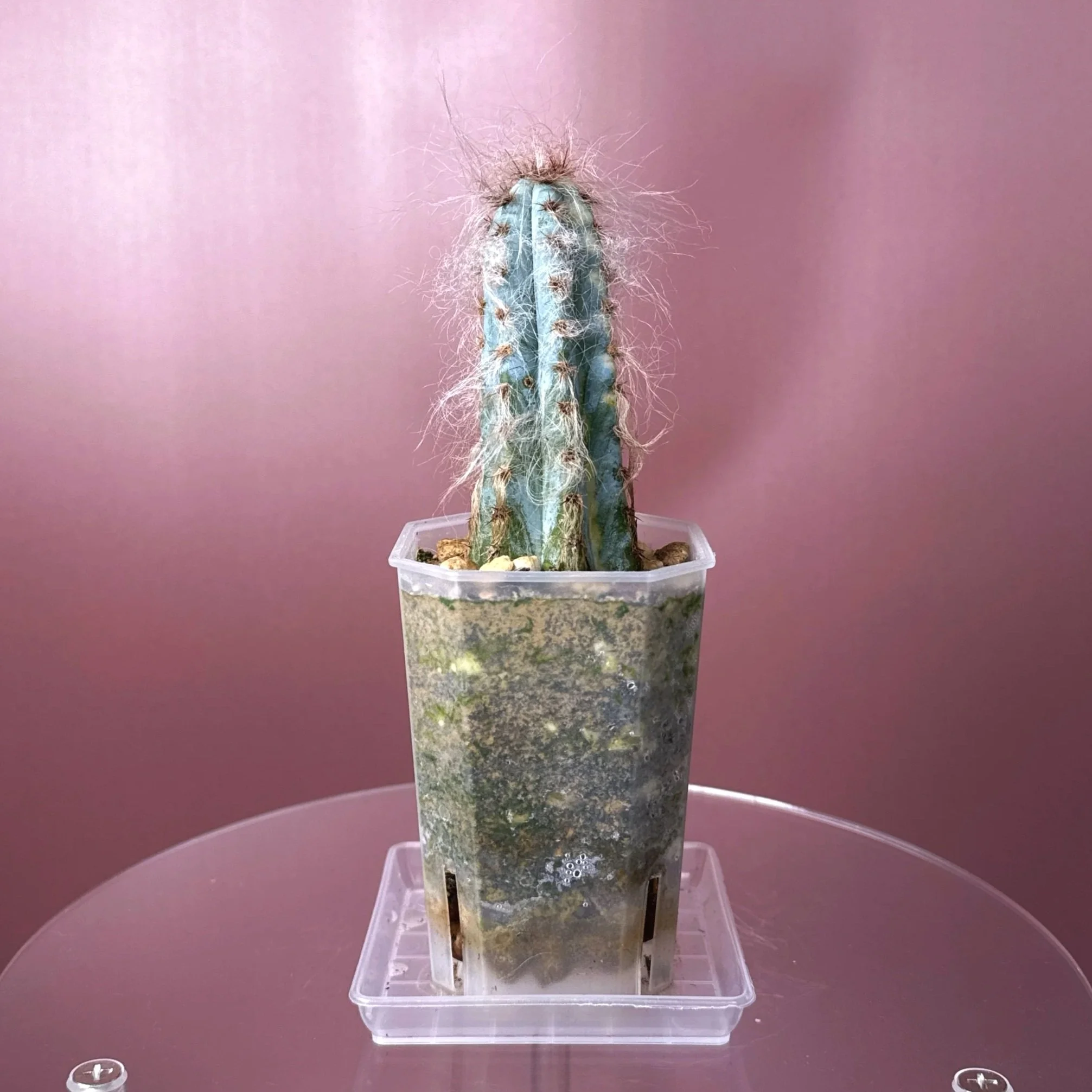 Pilosocereus Glaucescens Cv 'Heinz' Variegated | Shop rare and variegated Cacti in Sydney, Australia | Melty Plants E-Store, Online