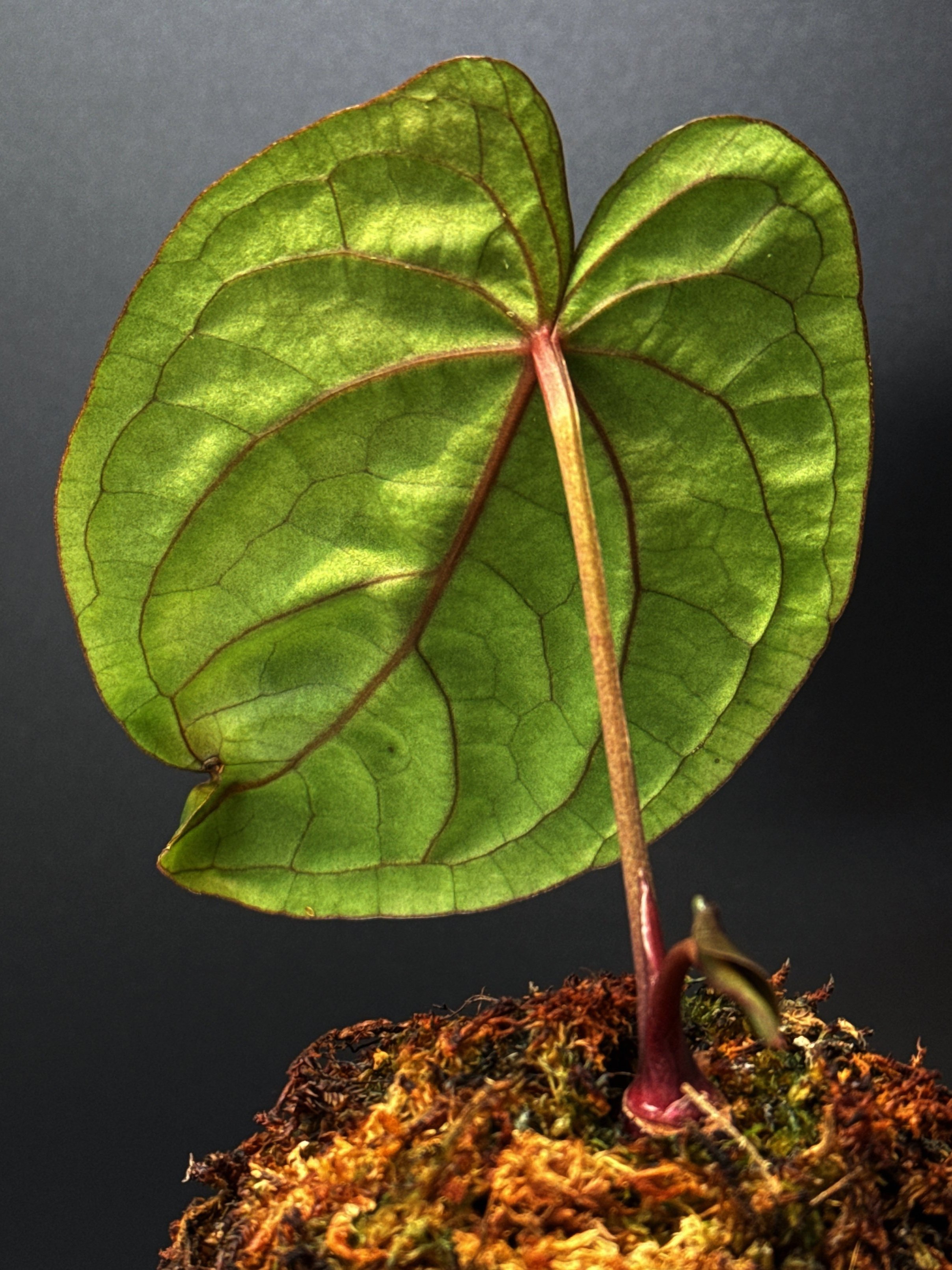 ANTHURIUM RUBY MOON: Midnight Velvet 'Deep Ruby' x Hoffmanii Red Sinus 'Bloodmoon' | Shop Rare Anthurium Houseplants in Sydney Australia | Melty Plants E-Store, Online