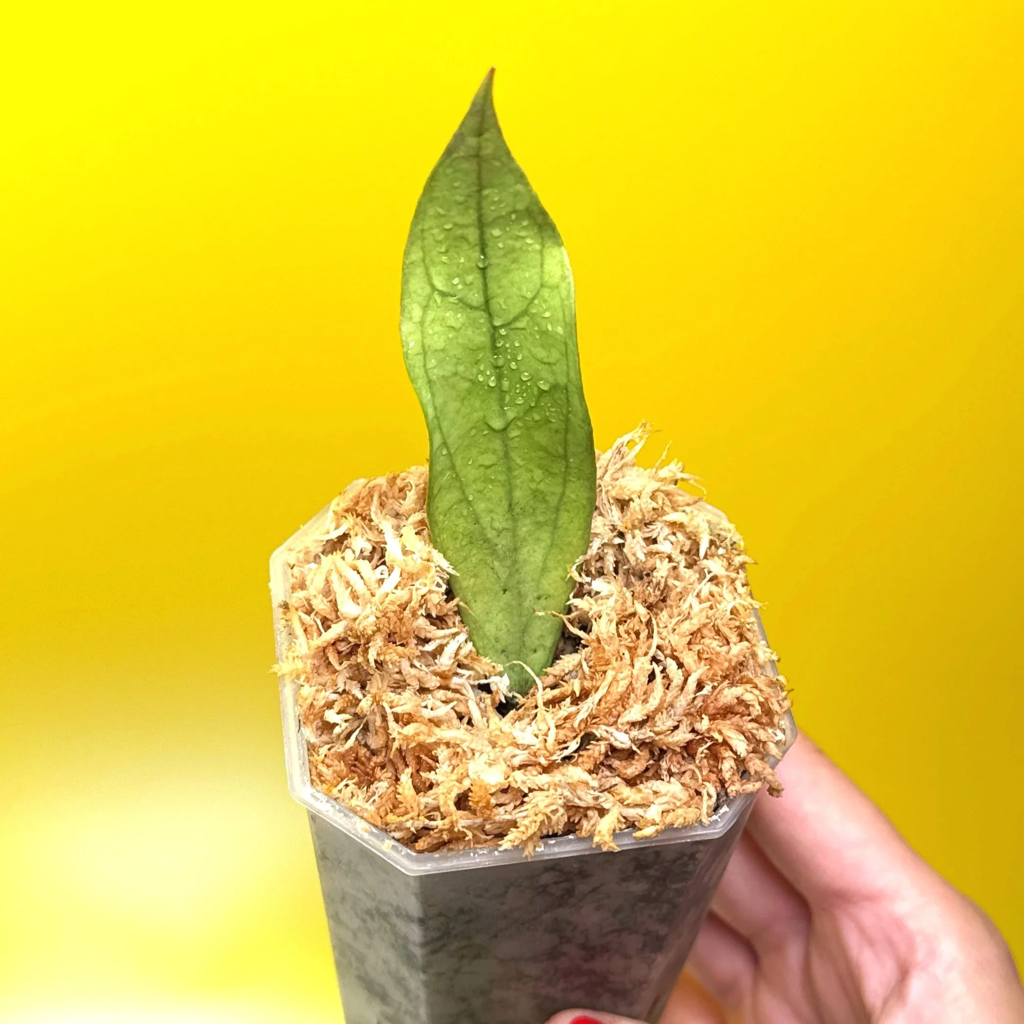 Hoya Sp. Germany Silver | Shop Rare Silver Hoya Houseplants from Sydney, Australia | Melty Plants E-Store Online