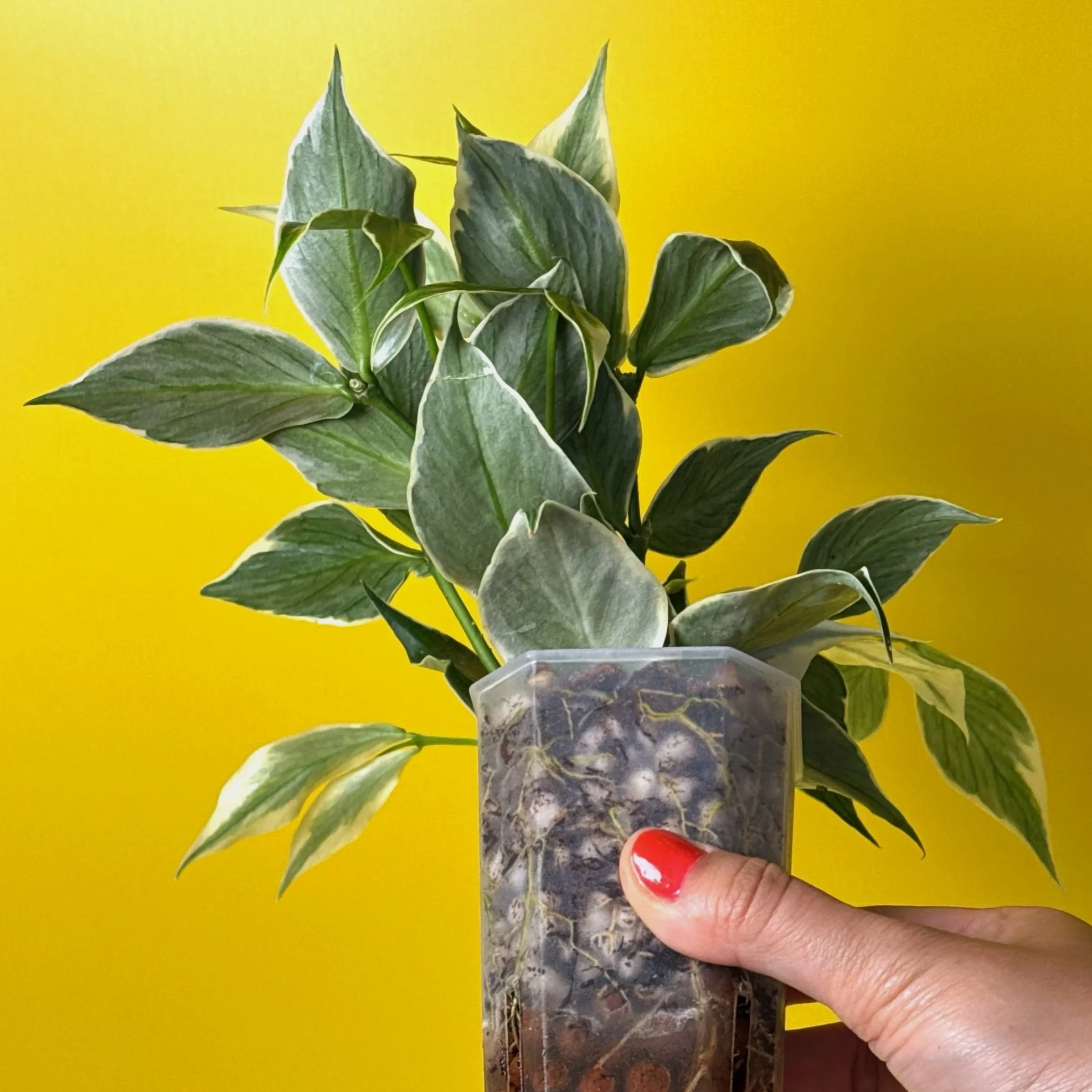 Hoya Polyneura Albomarginata | Shop Rare Hoya Houseplants in Sydney, Australia | Melty Plants E-Store, Online