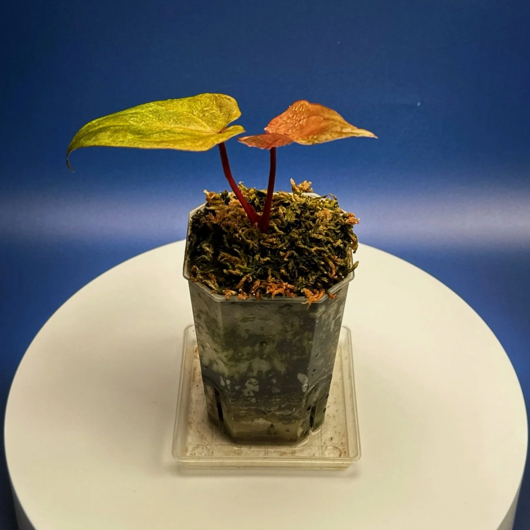 Anthurium Reverse Black Cherry X Red Vein Dark Phoenix Mint Variegated | Shop Ultra Rare Variegated Anthuriums online from Sydney, Australia | Melty Plants E-Store, Online