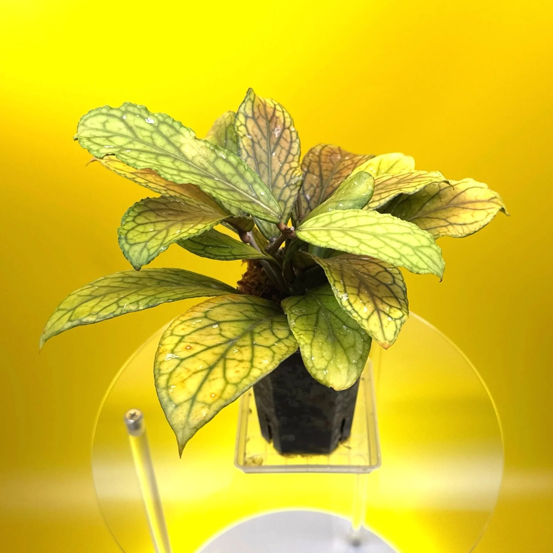 Hoya Tanggamus | Shop Rare Large Leaf Hoya Plants in Sydney, Australia | Melty Plants E-Store, Online