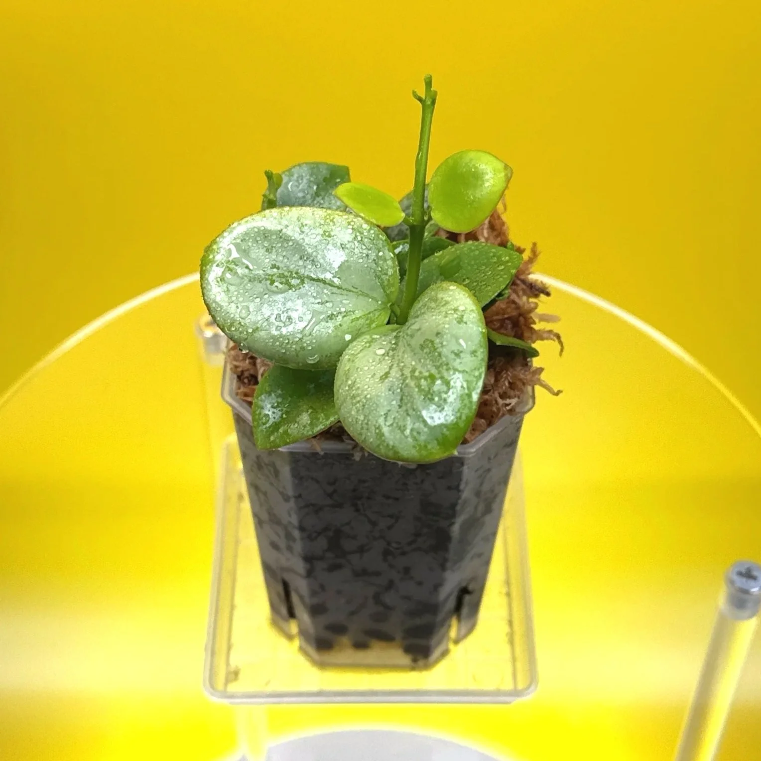 Hoya Collina in a small clear square pot for sale | Shop Rare Hoya Plants in Sydney, Australia | Melty Plants E-Store, Online