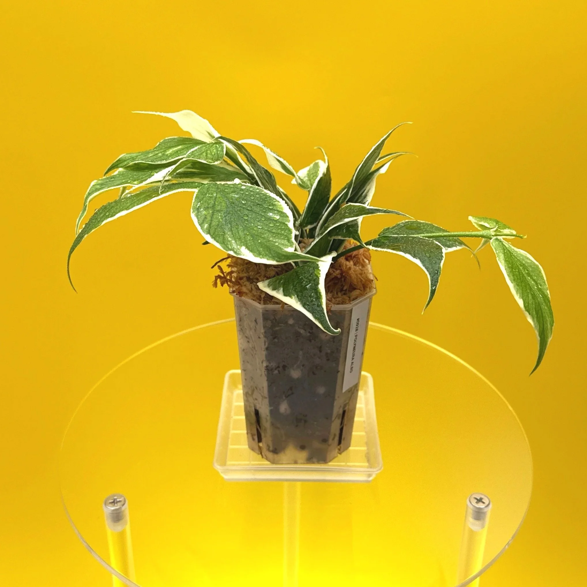 Hoya Polyneura Albomarginata | Shop Rare Hoya Houseplants in Sydney, Australia | Melty Plants E-Store, Online