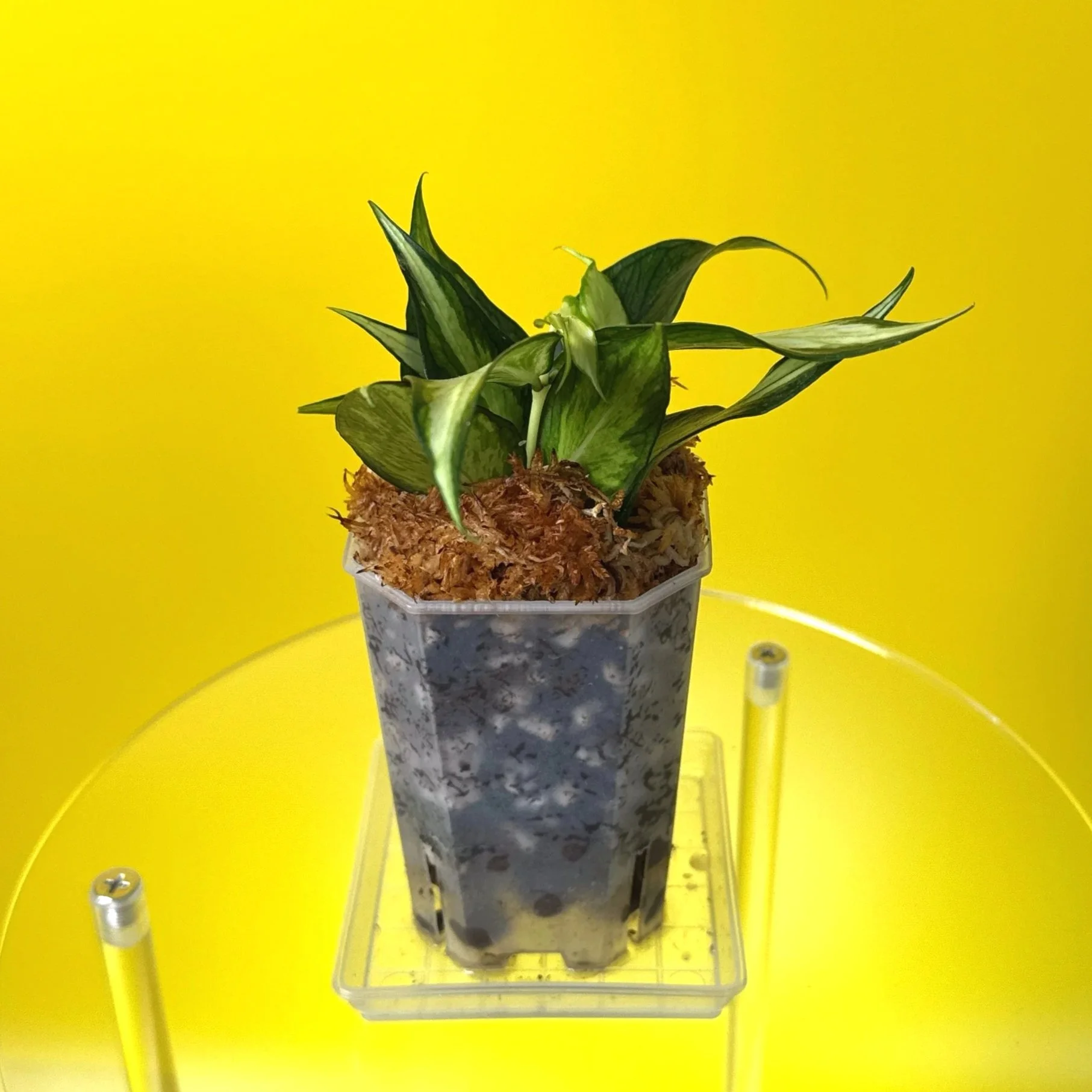 Hoya Polyneura Albomarginata Inner Variegated multi-planted in Small Square Clear Pot for sale | Shop Rare Variegated Hoya Houseplants in Sydney, Australia | Melty Plants E-Store, Online