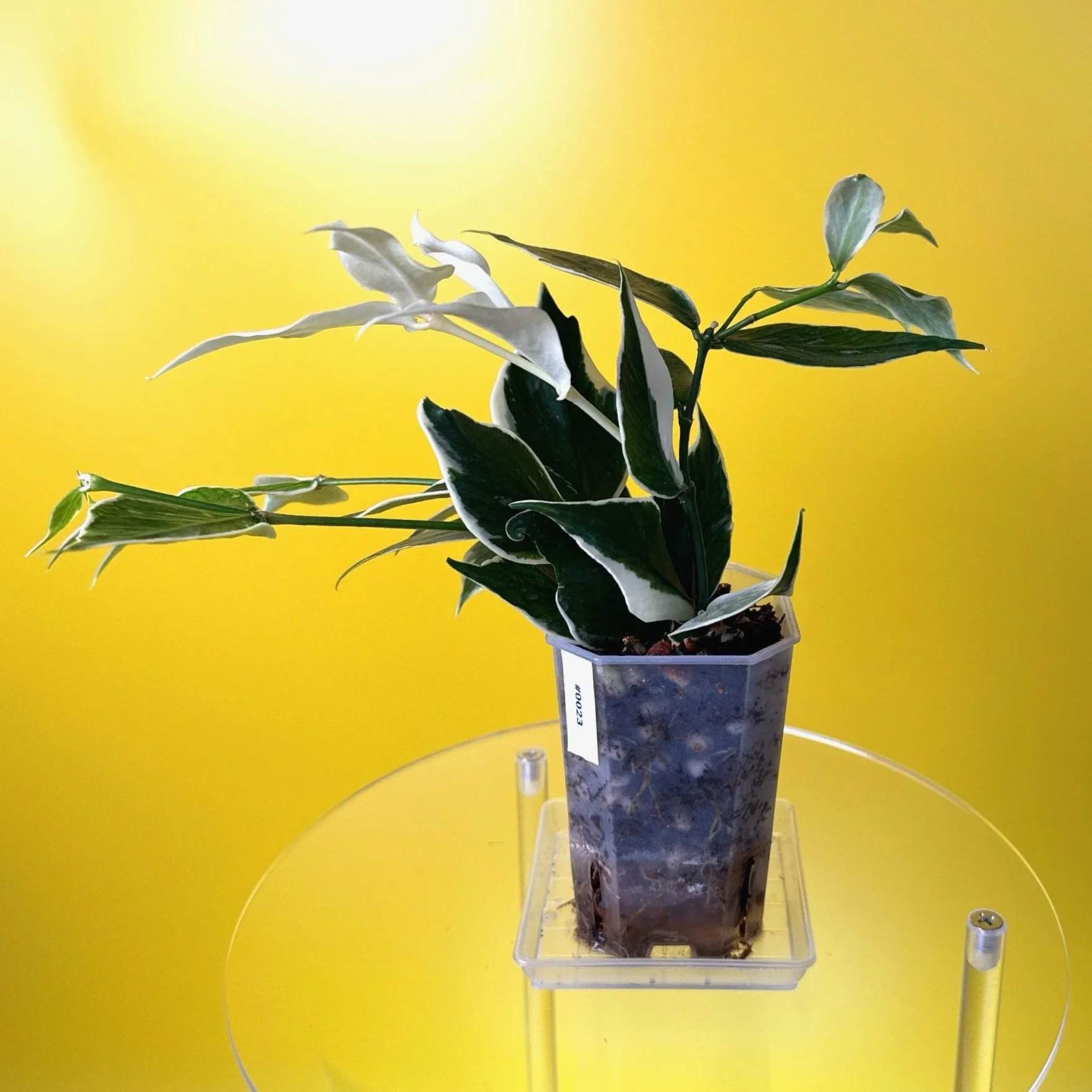 Hoya Polyneura Albomarginata | Shop Rare Hoya Houseplants in Sydney, Australia | Melty Plants E-Store, Online