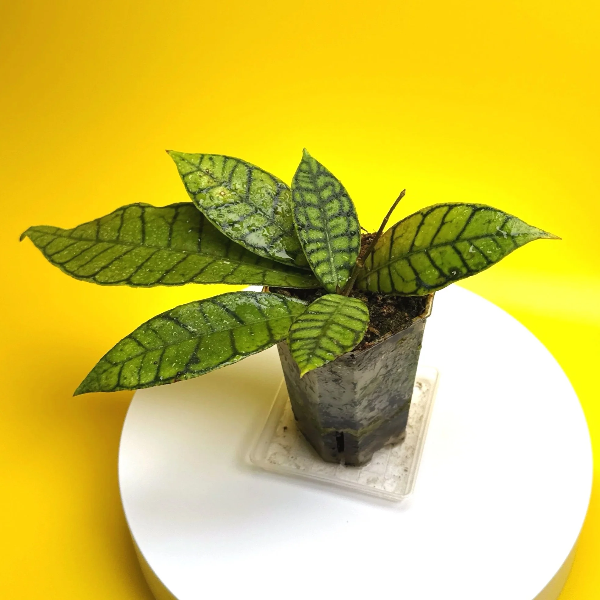 Hoya Callistophylla sp. Kalimantan | Shop Rare Hoya Plants in Sydney, Australia | Melty Plants Australia E-Store, Online