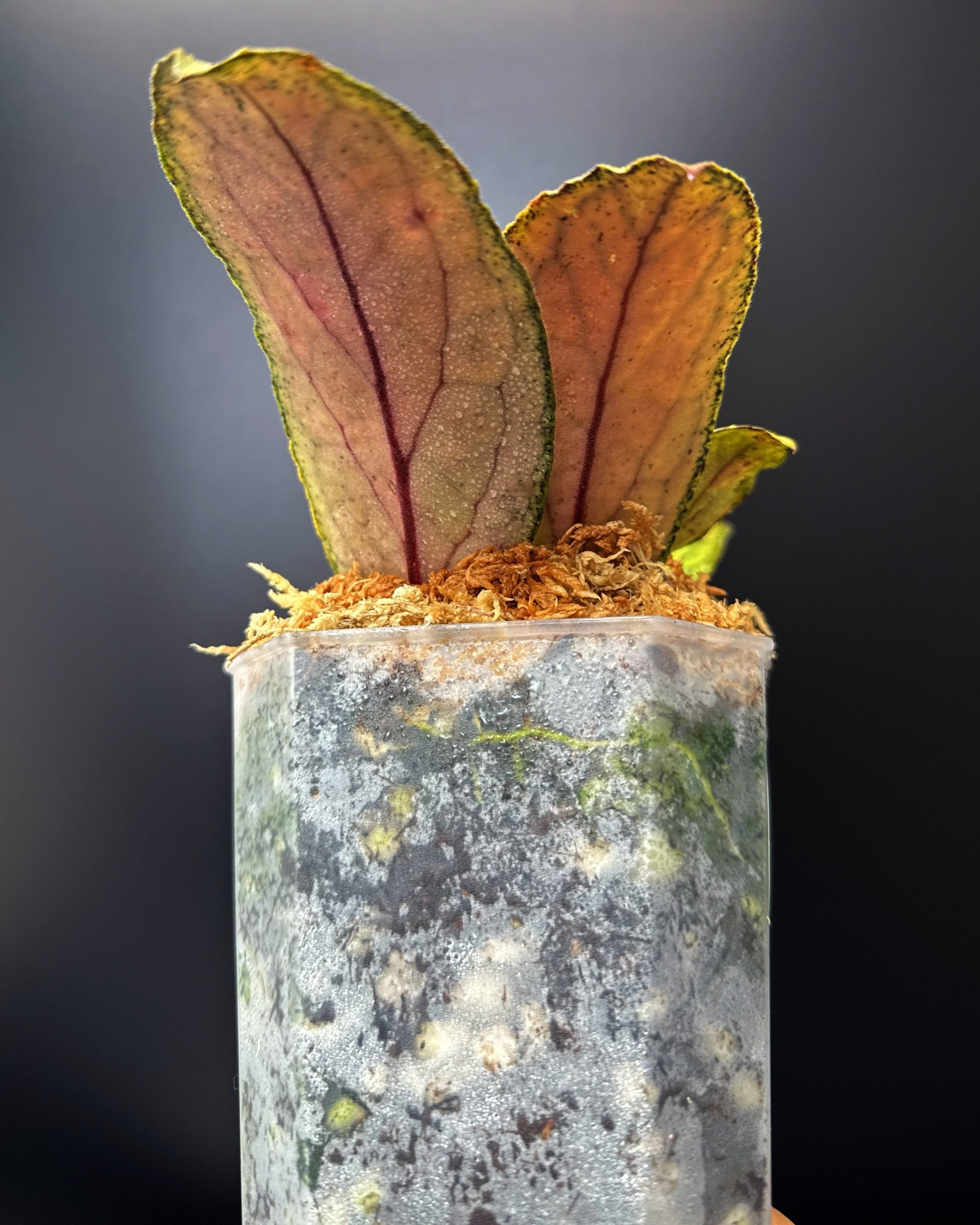 Hoya Tanggamus in a Medium Square Clear Pot for sale | Shop Rare Hoya Plants | Melty Plants E-Store Online, Sydney Australia