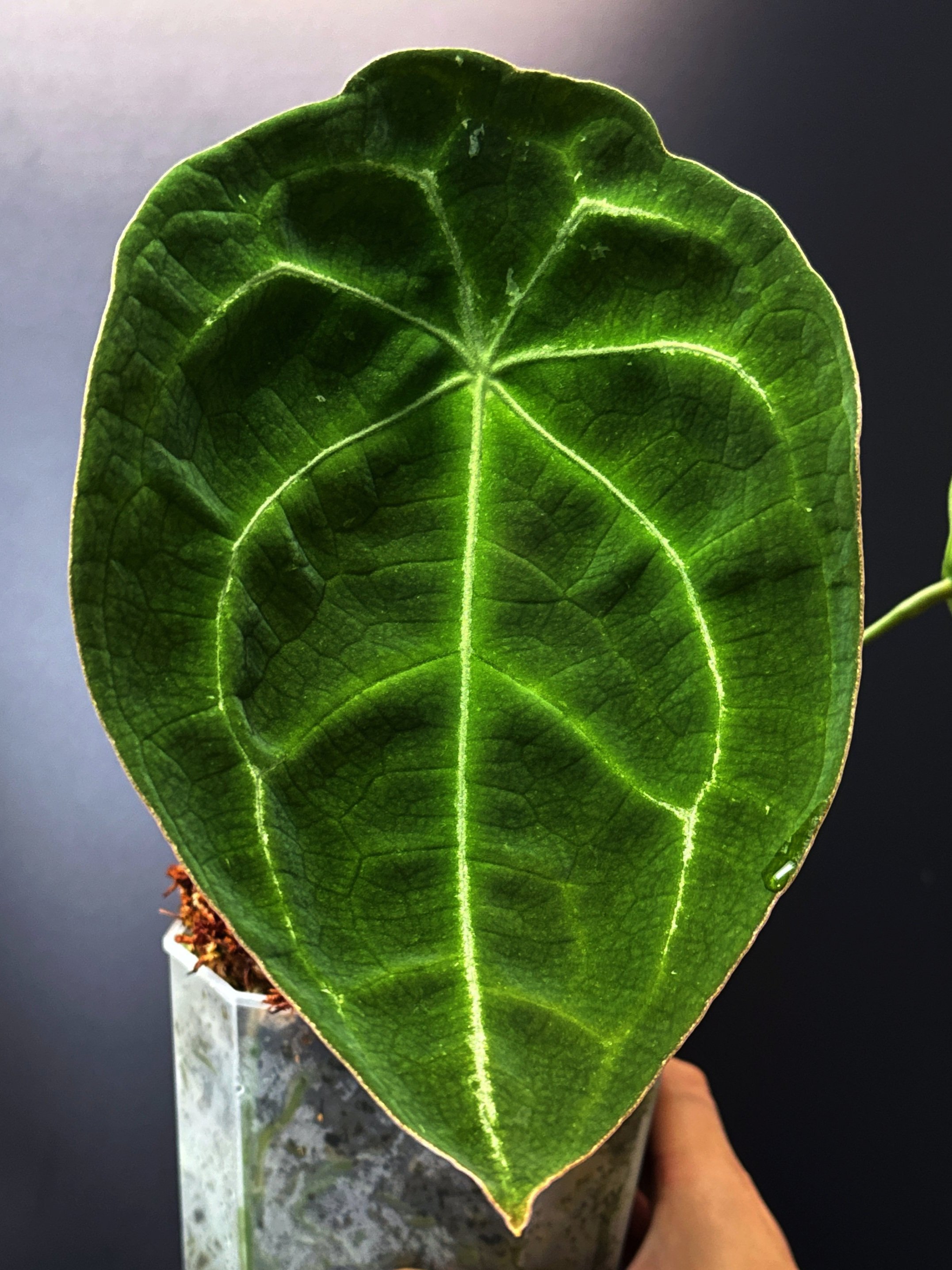 Anthurium Forgetii plant in a Large clear square pot + saucer | Shop Rare Anthurium Houseplants in Sydney Australia | Melty Plants Shop E-Store, Online