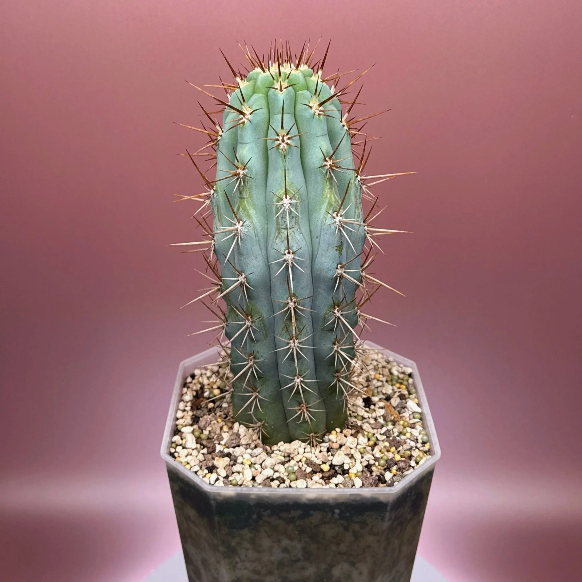 Cactus Azureocereus Hertlingianus 'Browningia Hertlingiana' | Shop Rare Blue Cacti in Sydney, Australia | Melty Plants E-Store, Online