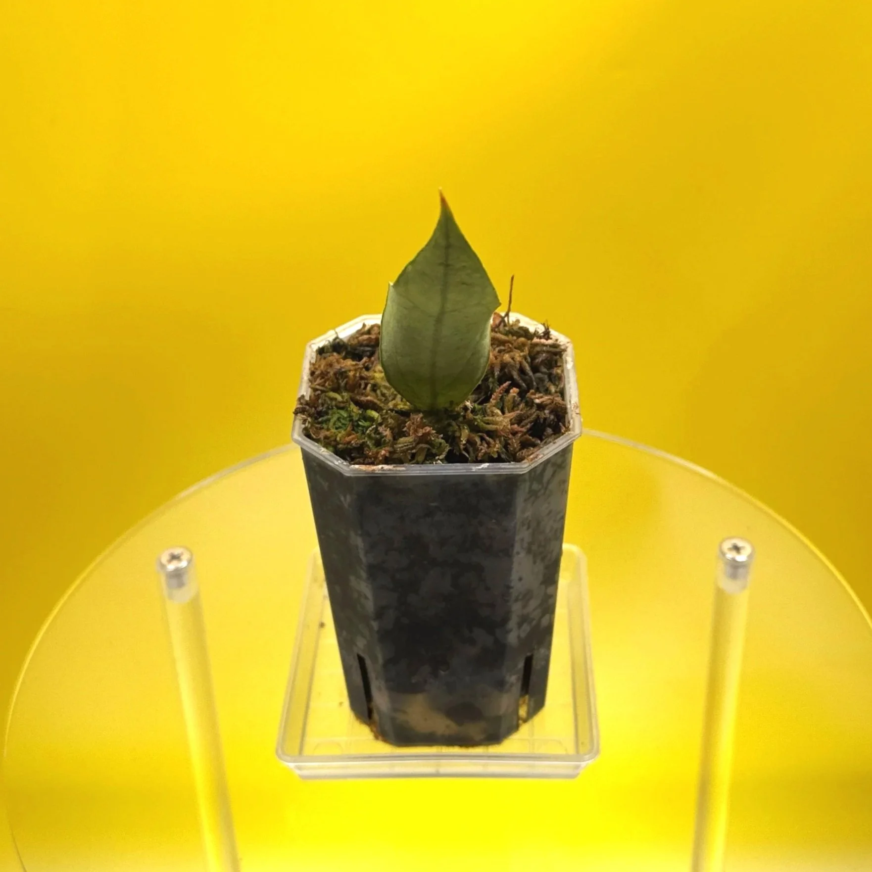 Hoya Sp. Germany Silver | Shop Rare Silver Hoya Houseplants from Sydney, Australia | Melty Plants E-Store Online