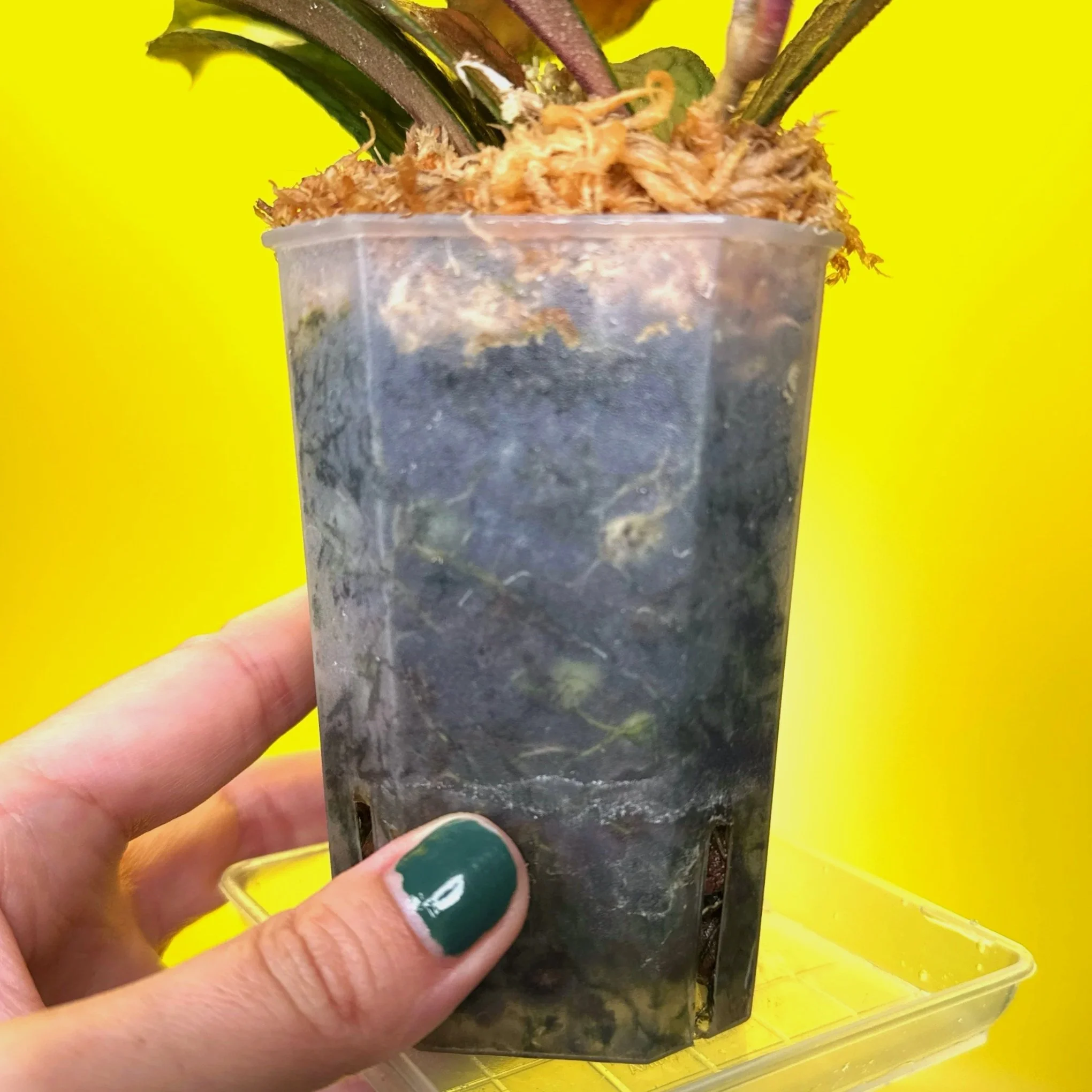 Hoya Tanggamus | Shop Rare Large Leaf Hoya Plants in Sydney, Australia | Melty Plants E-Store, Online