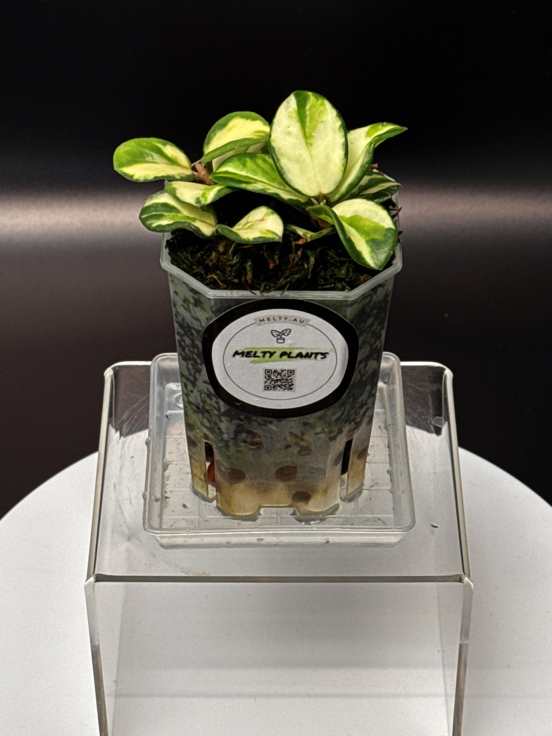 Hoya Mathilde Variegated | Shop Ultra Rare Hoya in Sydney, Australia | Melty Plants E-Store Online
