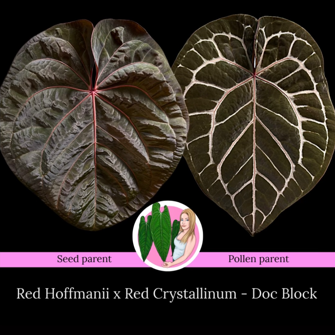 Anthurium Red Hoffmannii 'Bloodmoon' x DocBlock Red Crystallinum created by Aus Plant Mum, Chyanne Weatherby | An ultra rare red vein, red sinus anthurium hybrid with dark textured leaves.