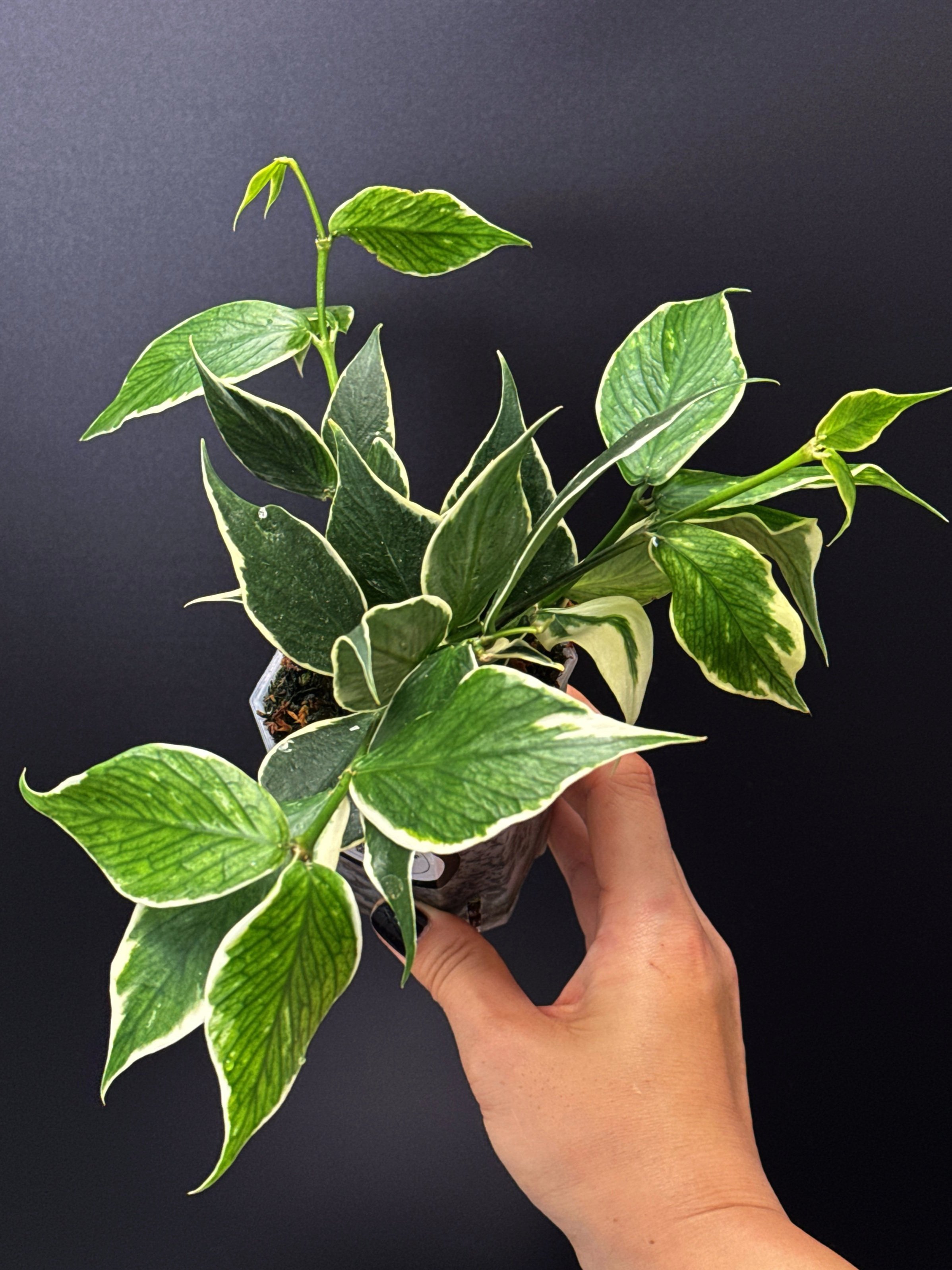 Hoya Polyneura Albomarginata in 100mm Clear Pot for sale | Shop Rare Hoya Houseplants in Sydney, Australia | Melty Plants E-Store, Online