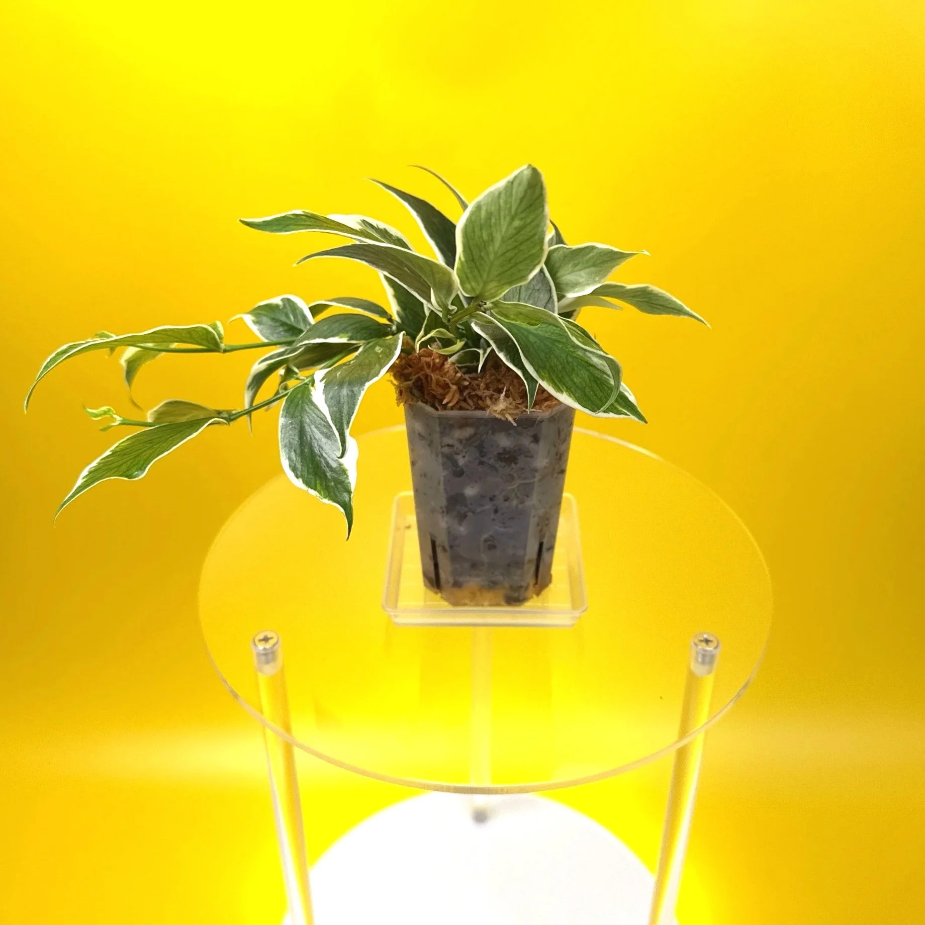 Hoya Polyneura Albomarginata | Shop Rare Hoya Houseplants in Sydney, Australia | Melty Plants E-Store, Online