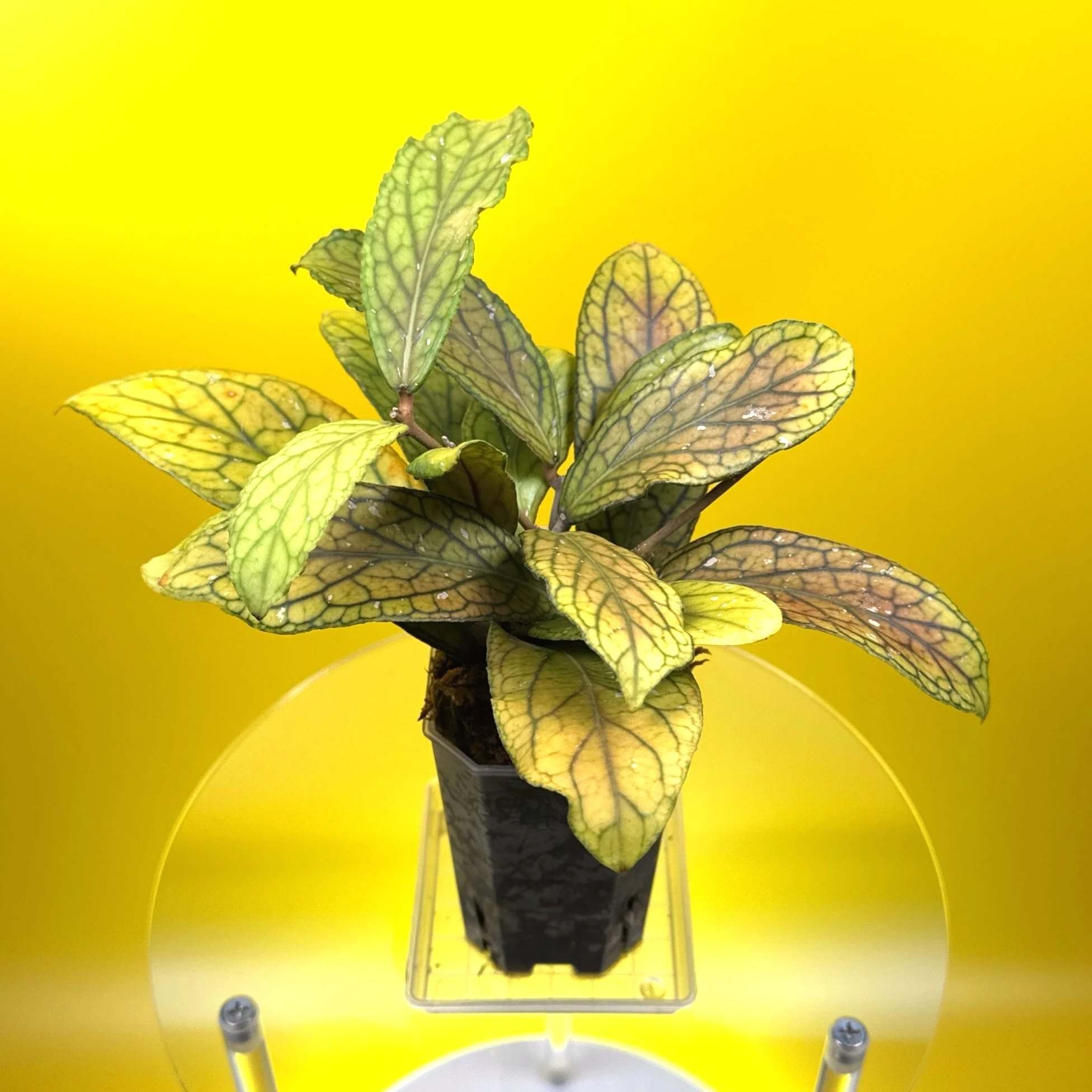 Hoya Tanggamus | Shop Rare Large Leaf Hoya Plants in Sydney, Australia | Melty Plants E-Store, Online