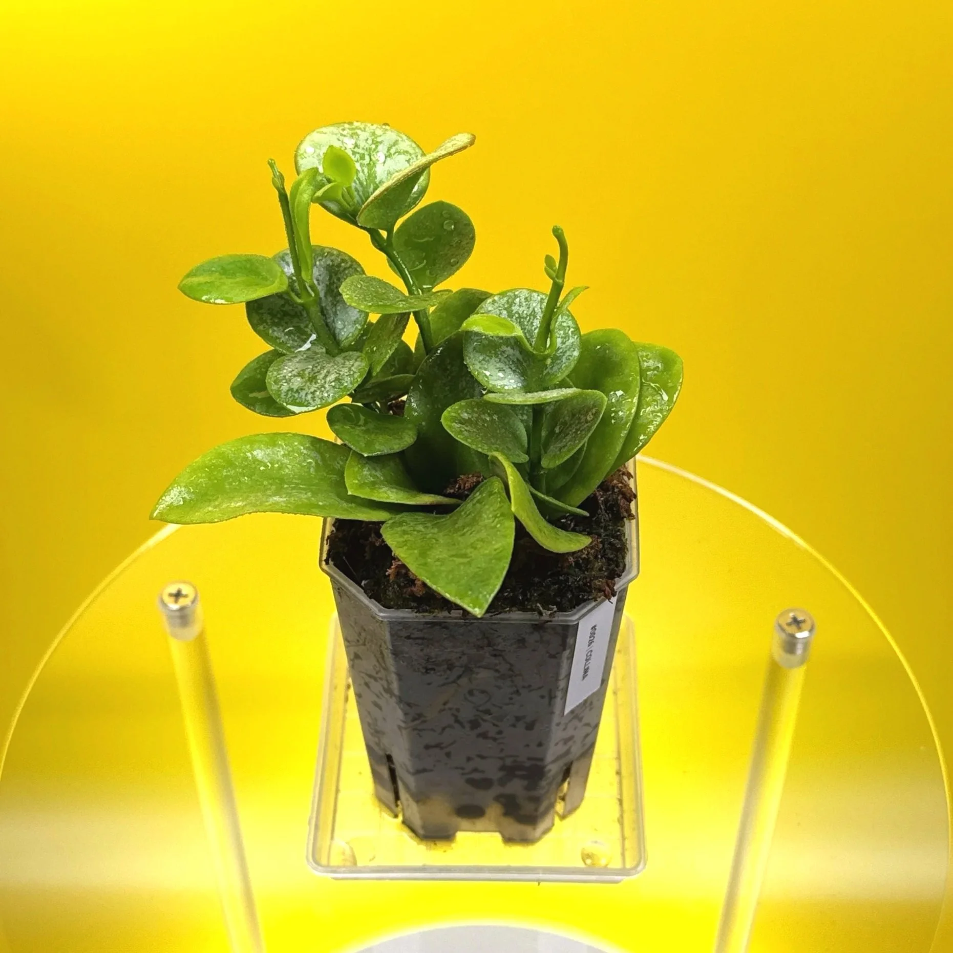 Hoya Collina in a small clear square pot for sale | Shop Rare Hoya Plants in Sydney, Australia | Melty Plants E-Store, Online