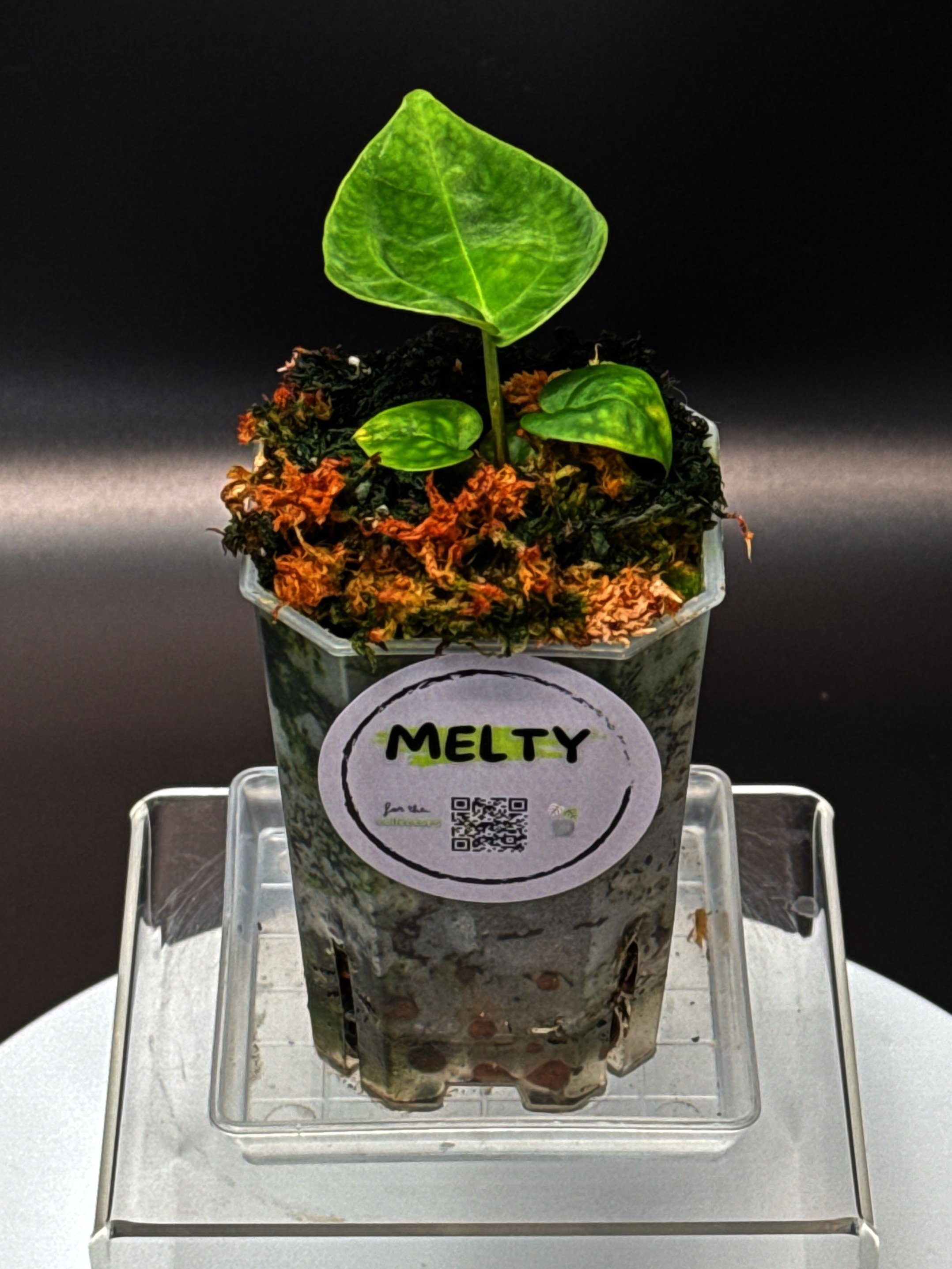 ANTHURIUM DORAS FORGETII | ANTHURIUM DORAYAKI X DARK FORGETII | SHOP RARE AUSTRALIAN ANTHURIUM HYBRID HOUSEPLANTS | MELTY PLANTS E-STORE, ONLINE