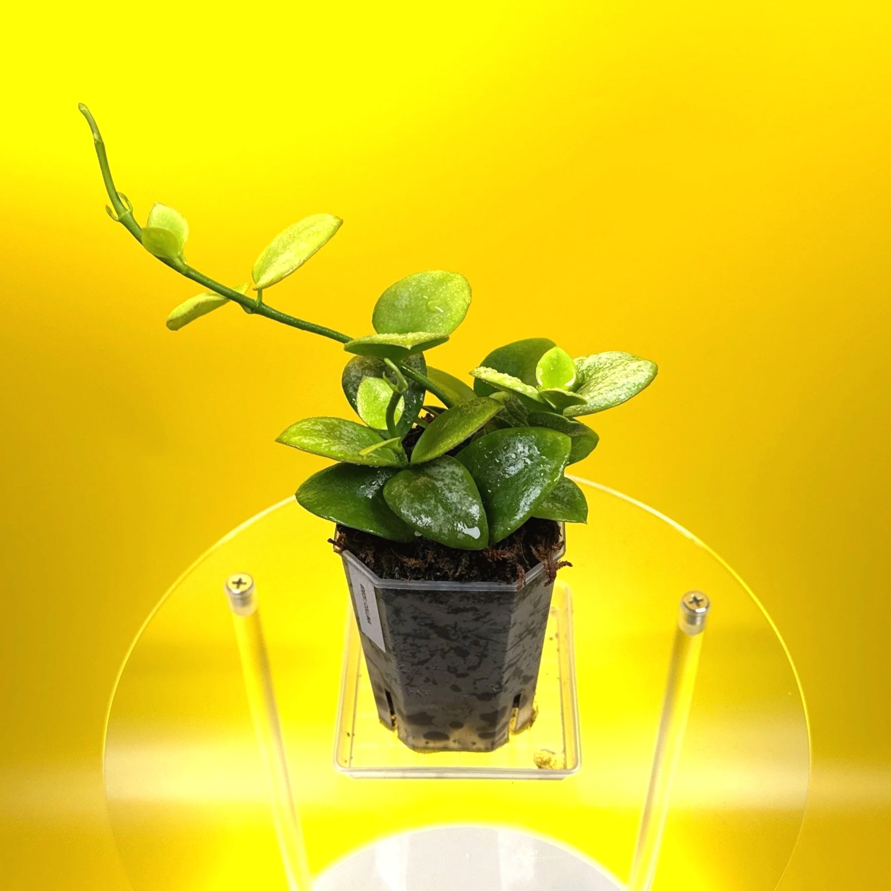 Hoya Collina in a small clear square pot for sale | Shop Rare Hoya Plants in Sydney, Australia | Melty Plants E-Store, Online