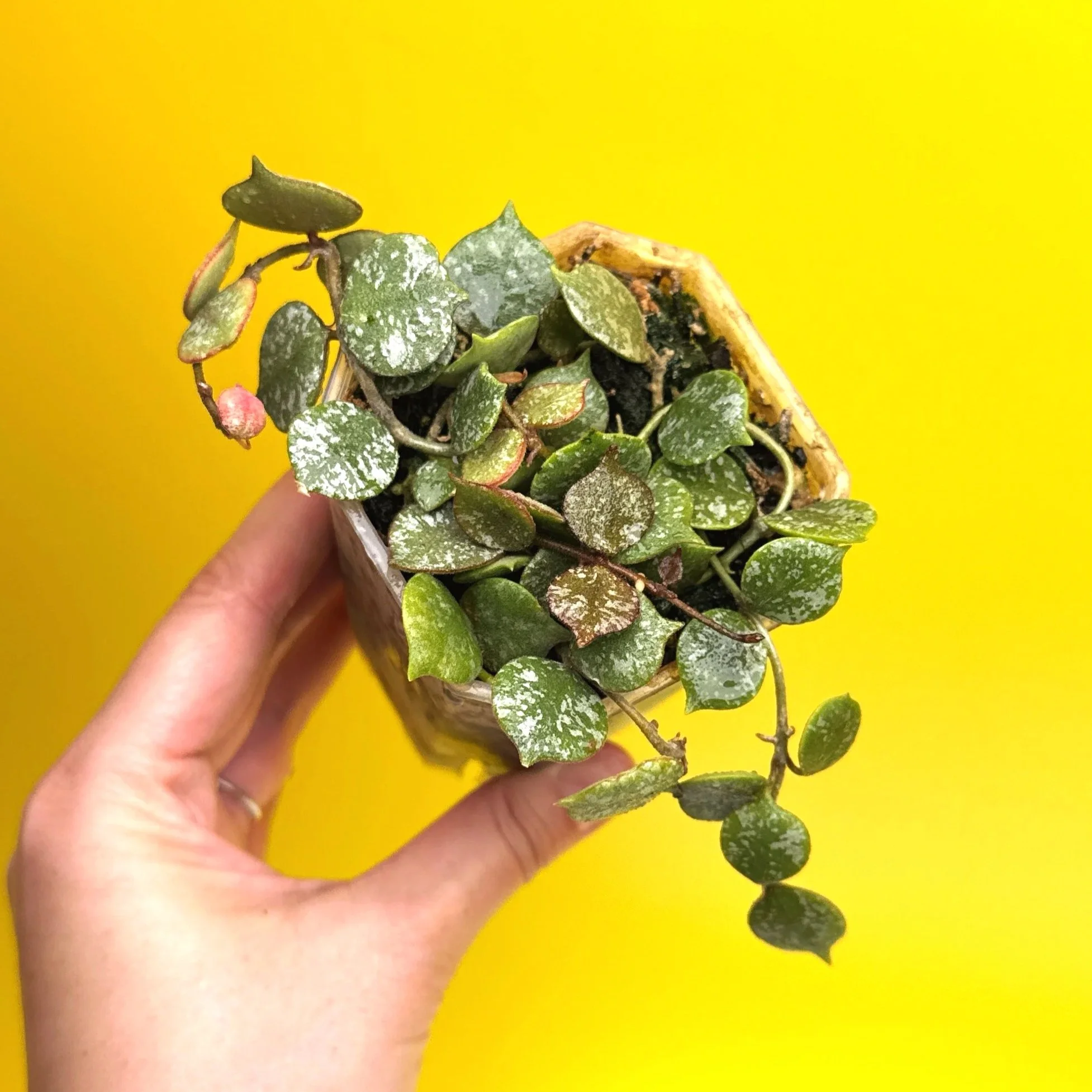 Hoya Curtisii multi-planted in a Small Square Clear Pot for sale | Shop Rare Hoya Houseplants in Sydney, Australia | Melty Plants E-Store, Online