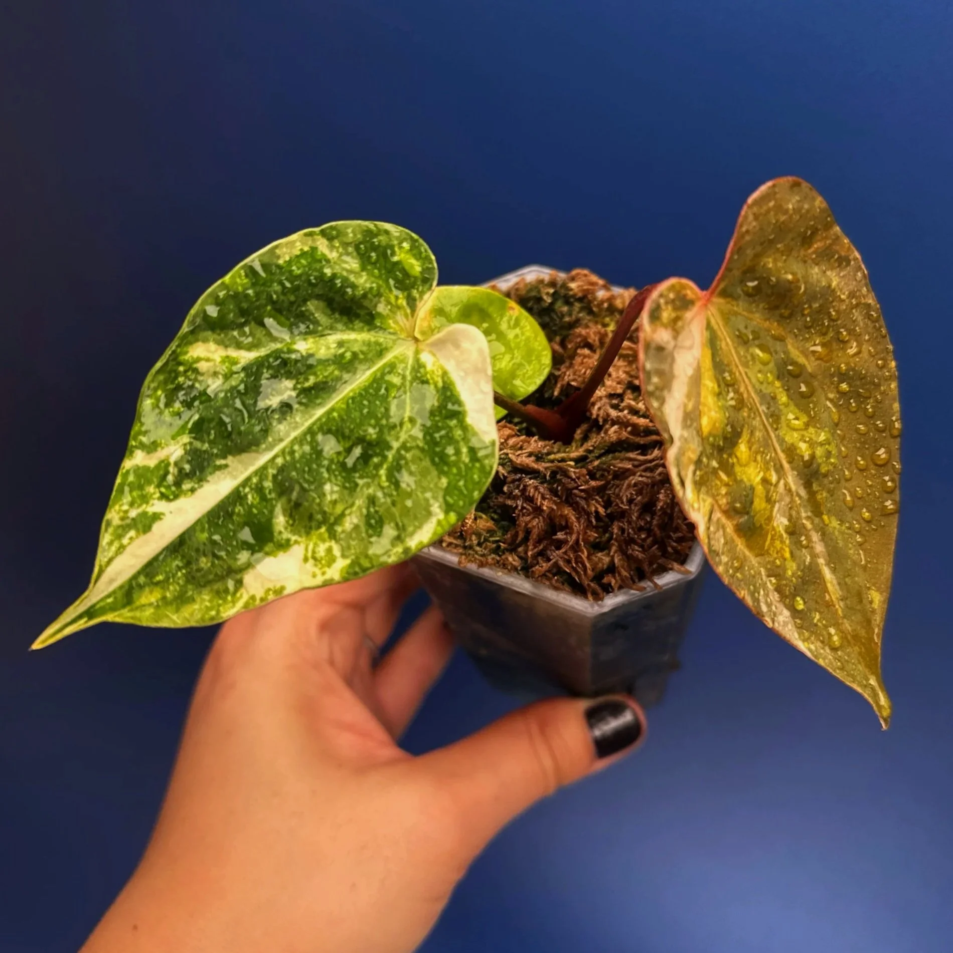 Anthurium Variegated Magnificum x Red Vein Dark Phoenix – Variegated 'PHOENIX R' | Shop Ultra Rare Variegated Anthuriums online from Sydney, Australia | Melty Plants E-Store, Online