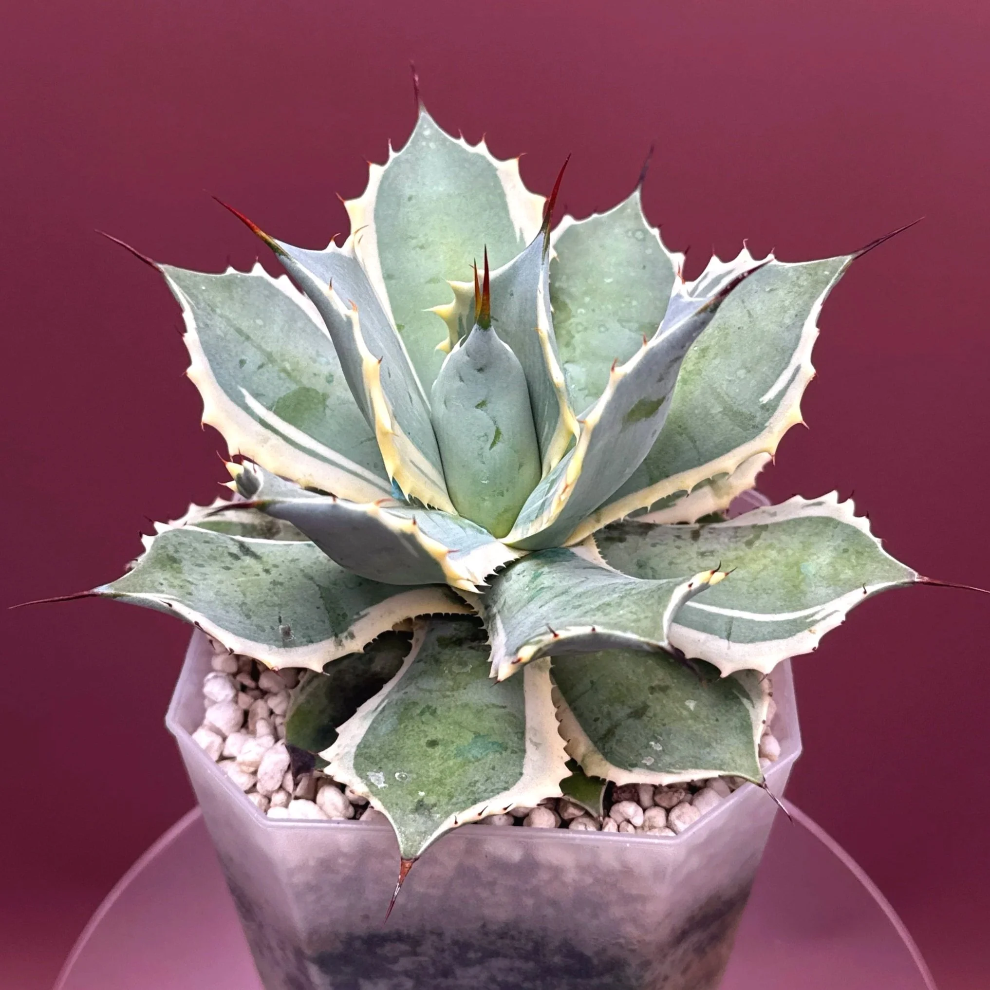 AGAVE Potatorum 'EyeScream'