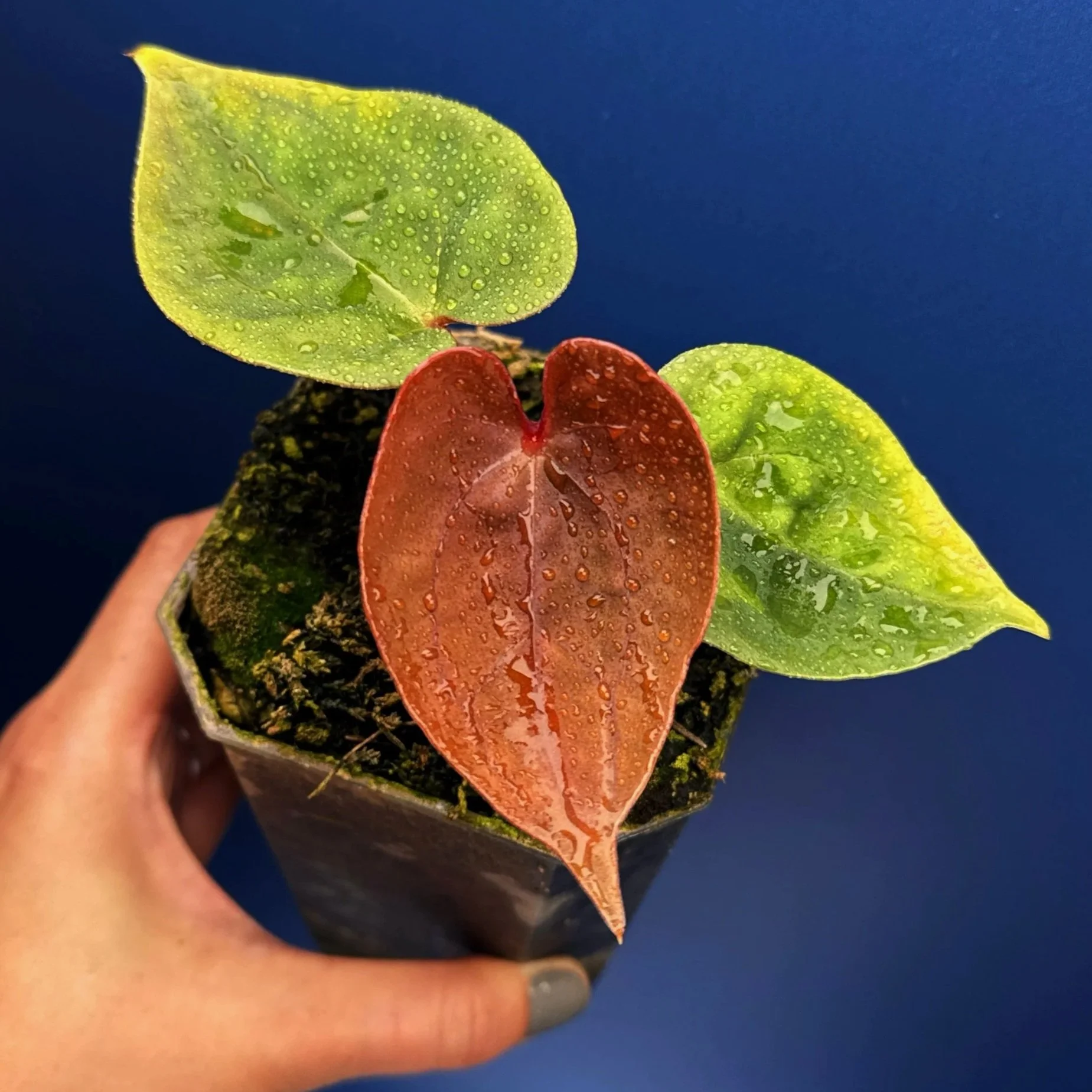 ANTHURIUM Reverse Bubble Butt (Luxurians x Bloodmoon) | Rare Textured Leaf Collector Anthurium Sydney | Melty Plants Australia