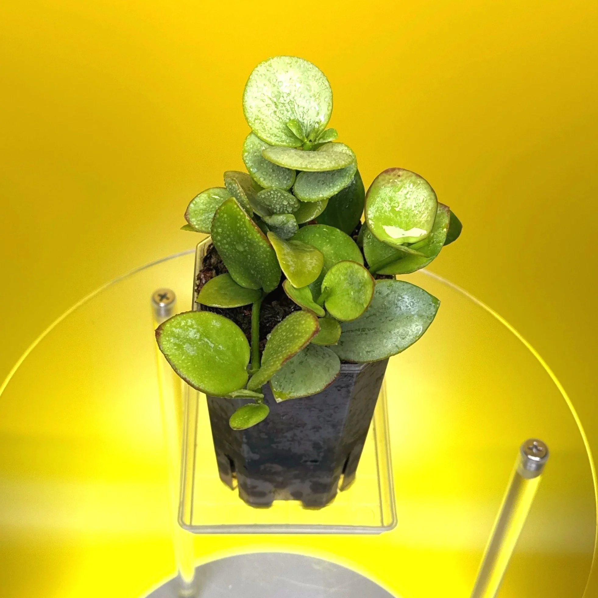 Hoya Collina in a small clear square pot for sale | Shop Rare Hoya Plants in Sydney, Australia | Melty Plants E-Store, Online