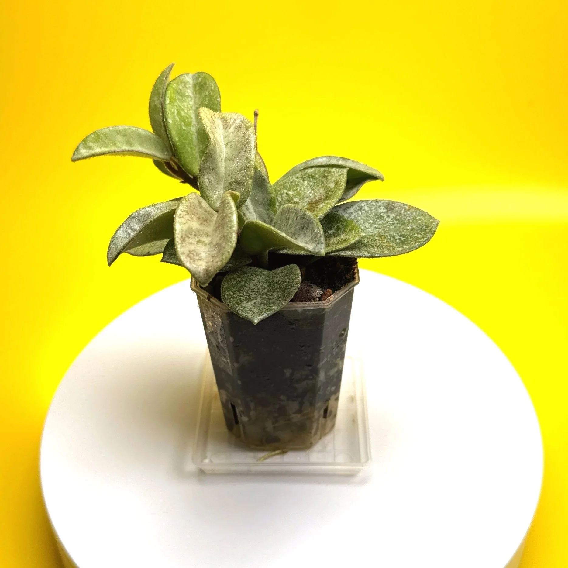 Hoya Carnosa Grey Ghost | Shop Rare Silver Hoya Houseplants | Melty Plants Australia