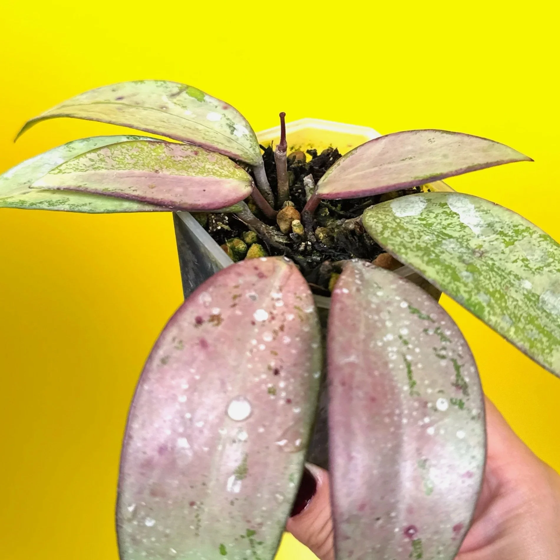 Hoya Snow Cui Silver multi-planted in a small square clear pot | Shop Rare Silver Hoya Houseplants | Melty Plants Australia