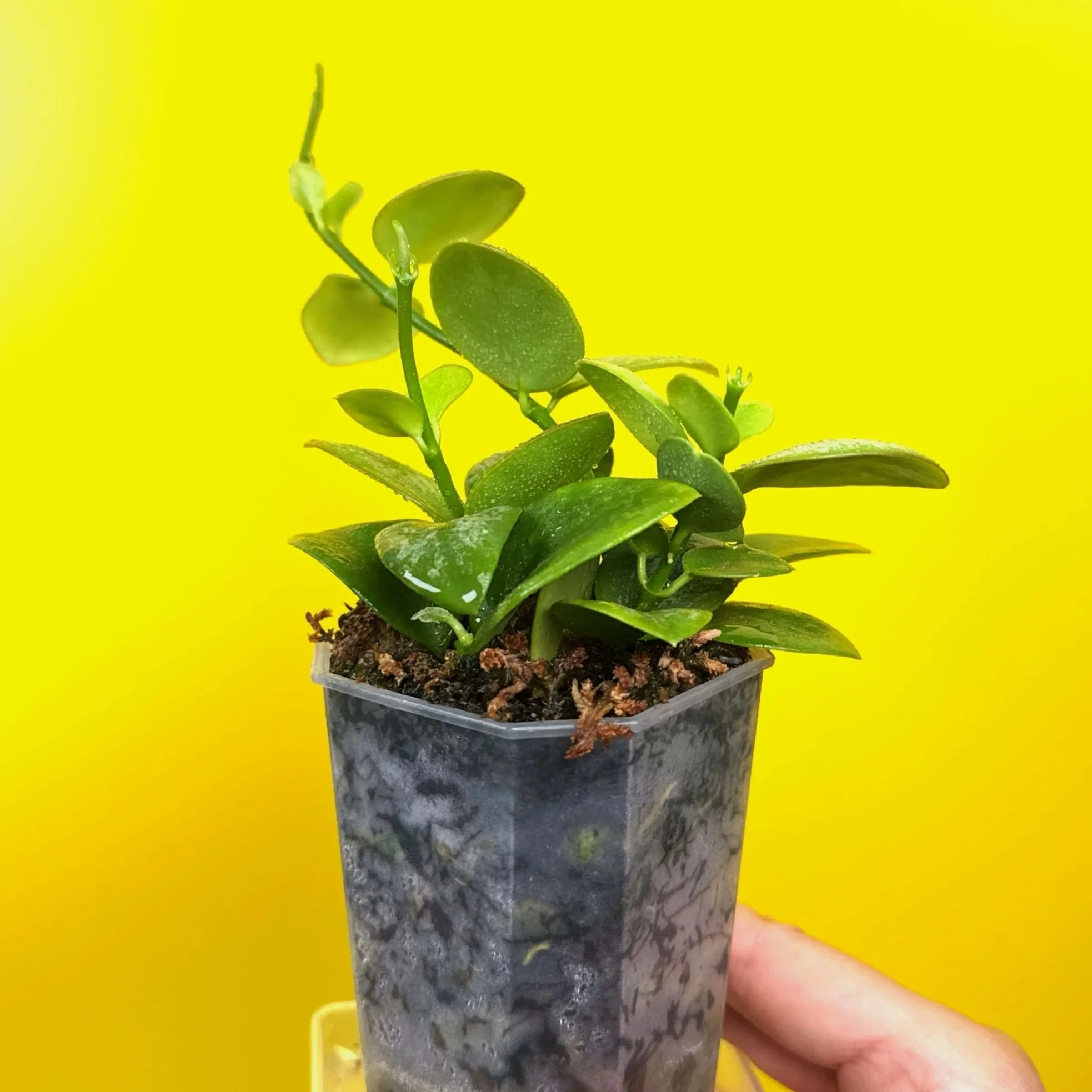Hoya Collina in a small clear square pot for sale | Shop Rare Hoya Plants in Sydney, Australia | Melty Plants E-Store, Online