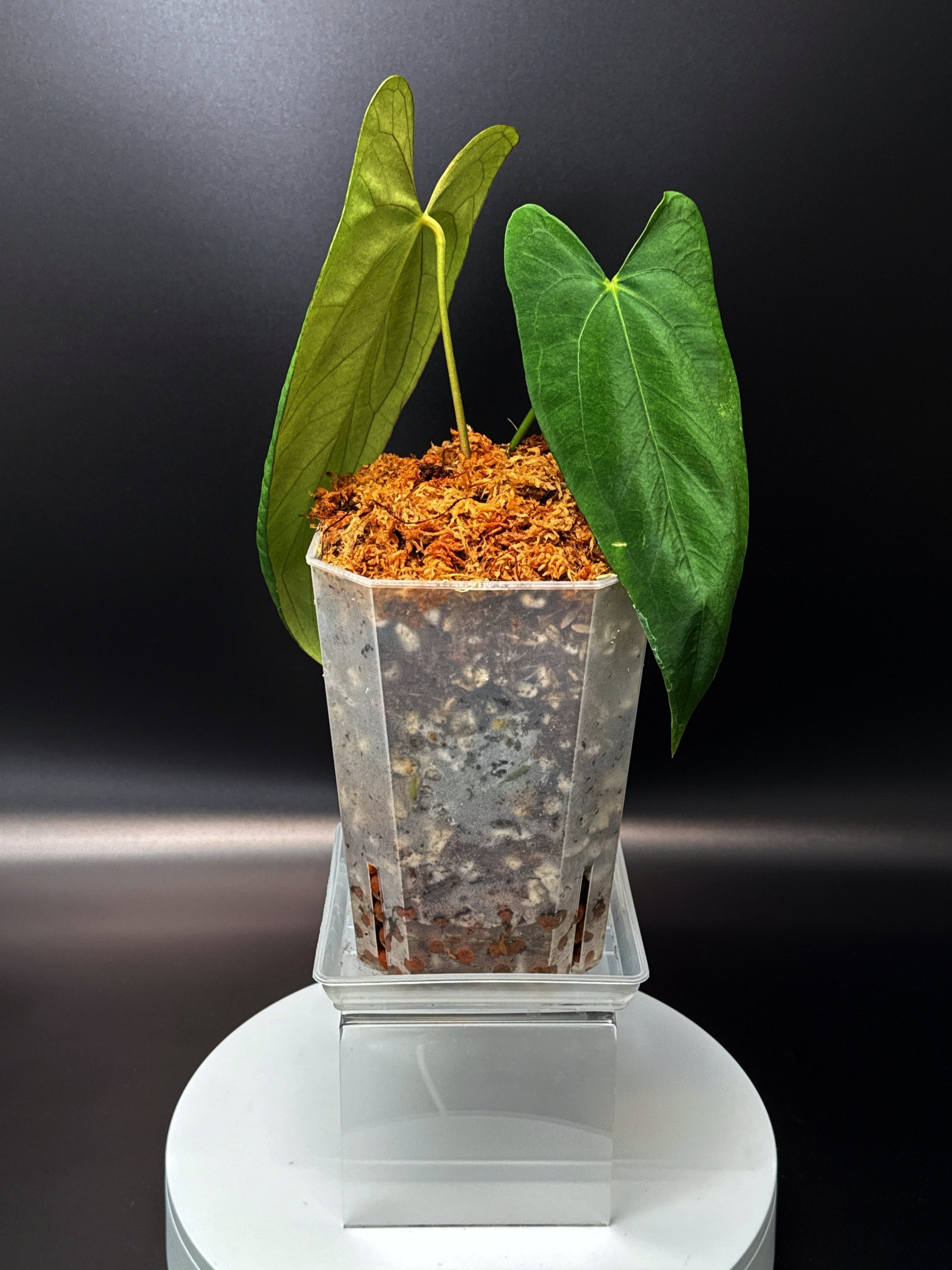 Anthurium Midnight Port: Midnight Velvet 'Hurricane' x Indonesian Portillae) | Shop Rare Anthurium Houseplants in Sydney, Australia | Melty Plants E-Store, Online