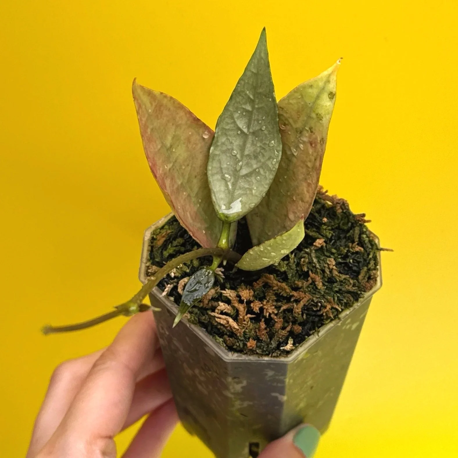 HOYA Sp. Germany Silver | Rare Collector Plant Specialists | Melty Plants Australia