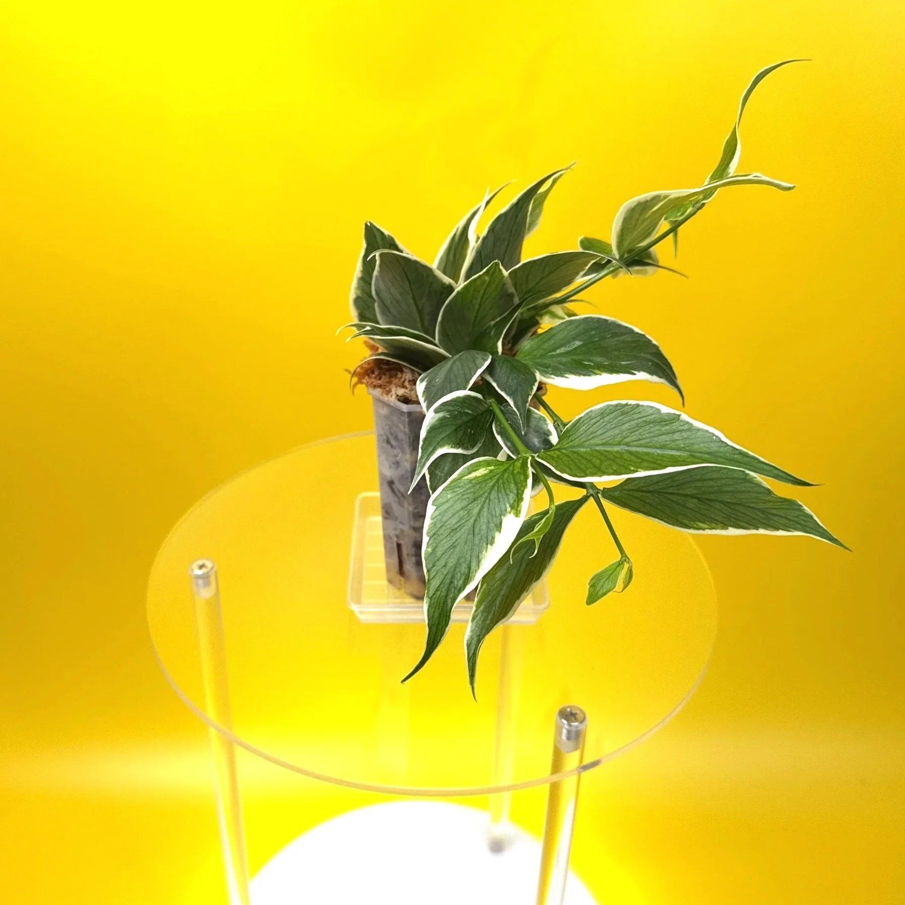 Hoya Polyneura Albomarginata | Shop Rare Hoya Houseplants in Sydney, Australia | Melty Plants E-Store, Online