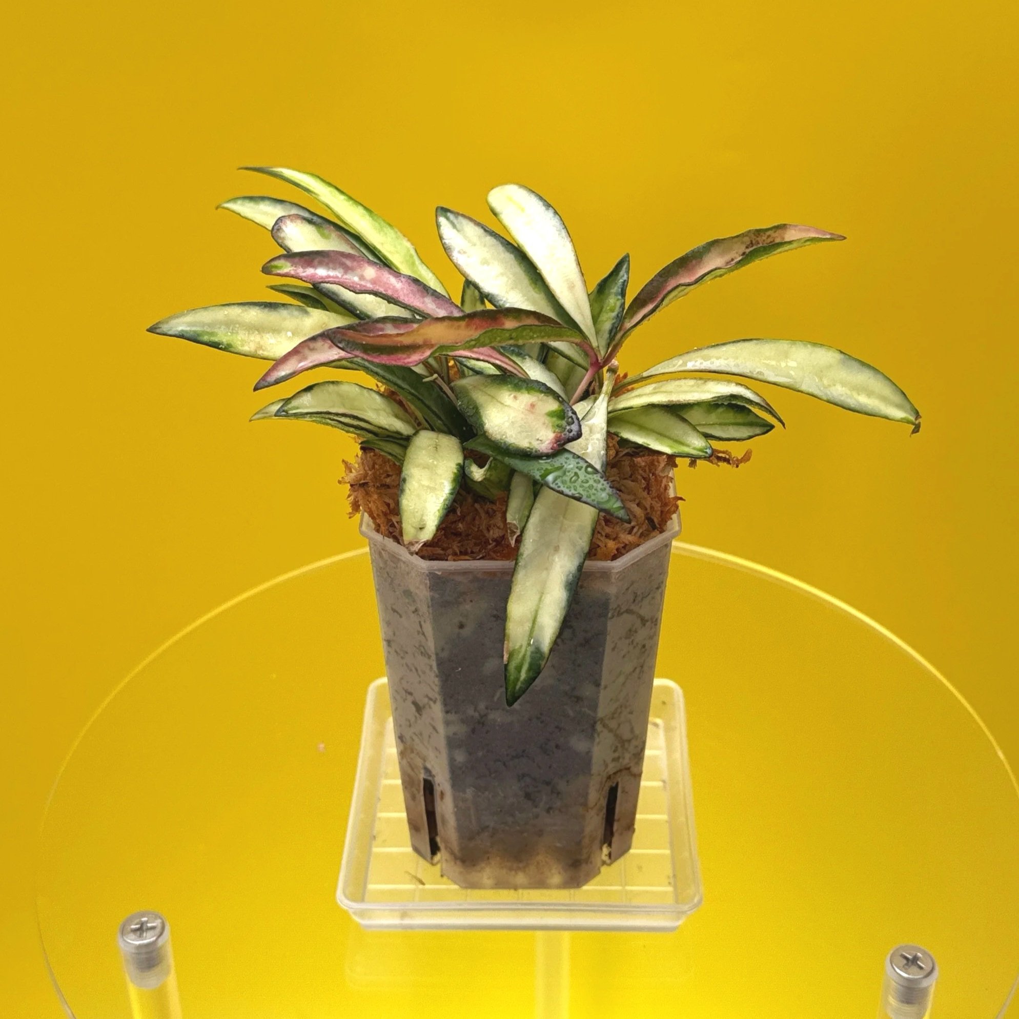 Hoya Wayetii Variegated | Shop Rare Hoya Houseplants in Sydney, Australia | Melty Plants E-Store, Online