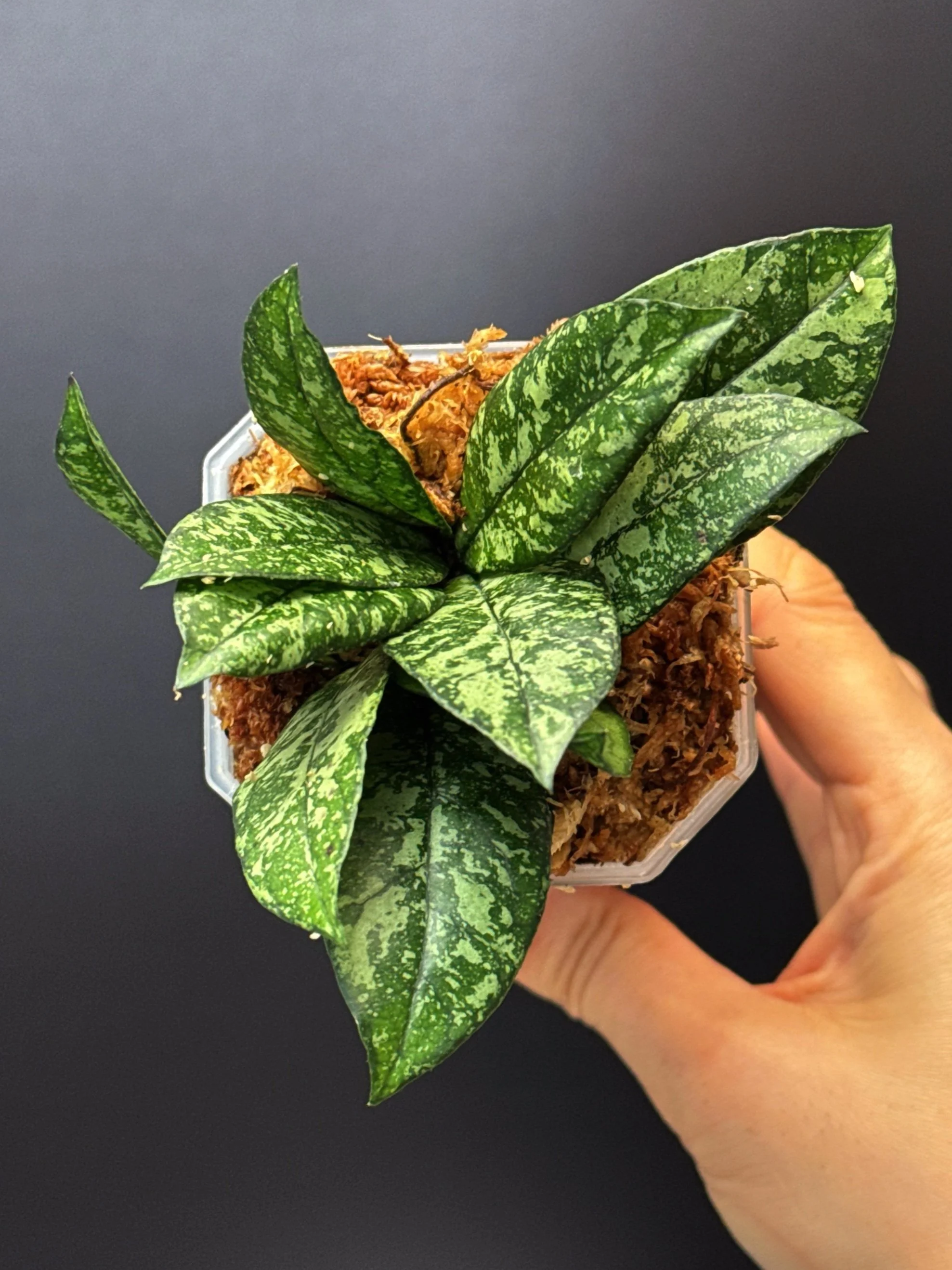 Hoya Crassipetiolata Splash multi-planted in a small square pot for sale | Shop Rare Hoya Houseplants in Sydney, Australia | Melty Plants E-Store, Online