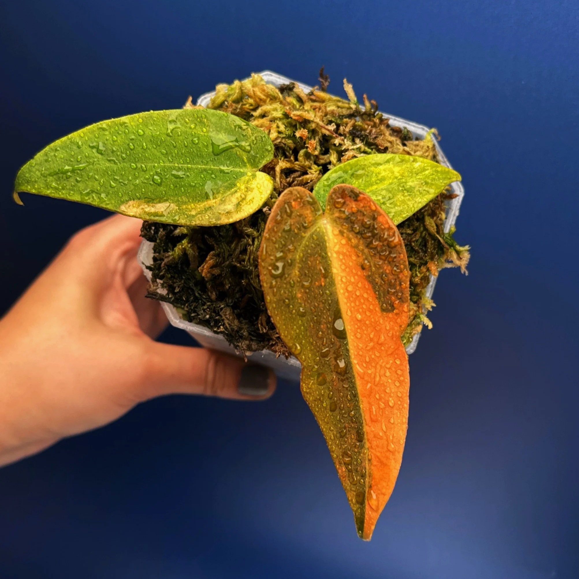 ANTHURIUM (Var. Forgetii x Dark Pap) x Aus Black Cherry Red –Variegated | Rare Hybrid Sydney | Melty Plants Australia