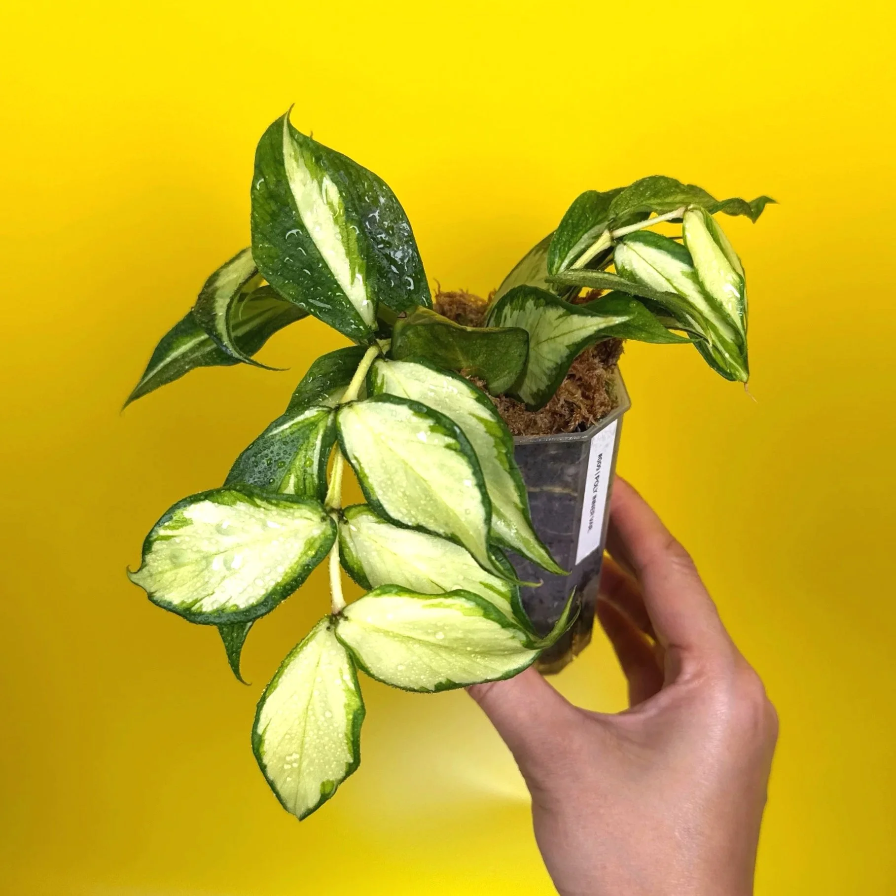 ホヤカーティシー中斑Hoya curtisii inner variegated Hoya curtisii 