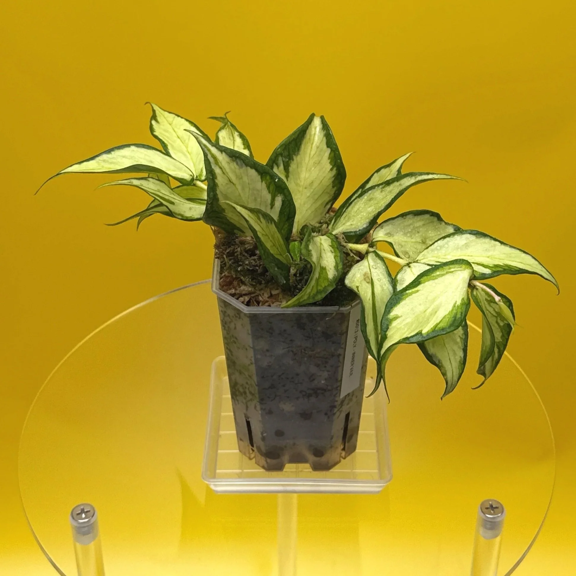 Hoya Polyneura Albomarginata Inner Variegated multi-planted in Small Square Clear Pot for sale | Shop Rare Variegated Hoya Houseplants in Sydney, Australia | Melty Plants E-Store, Online