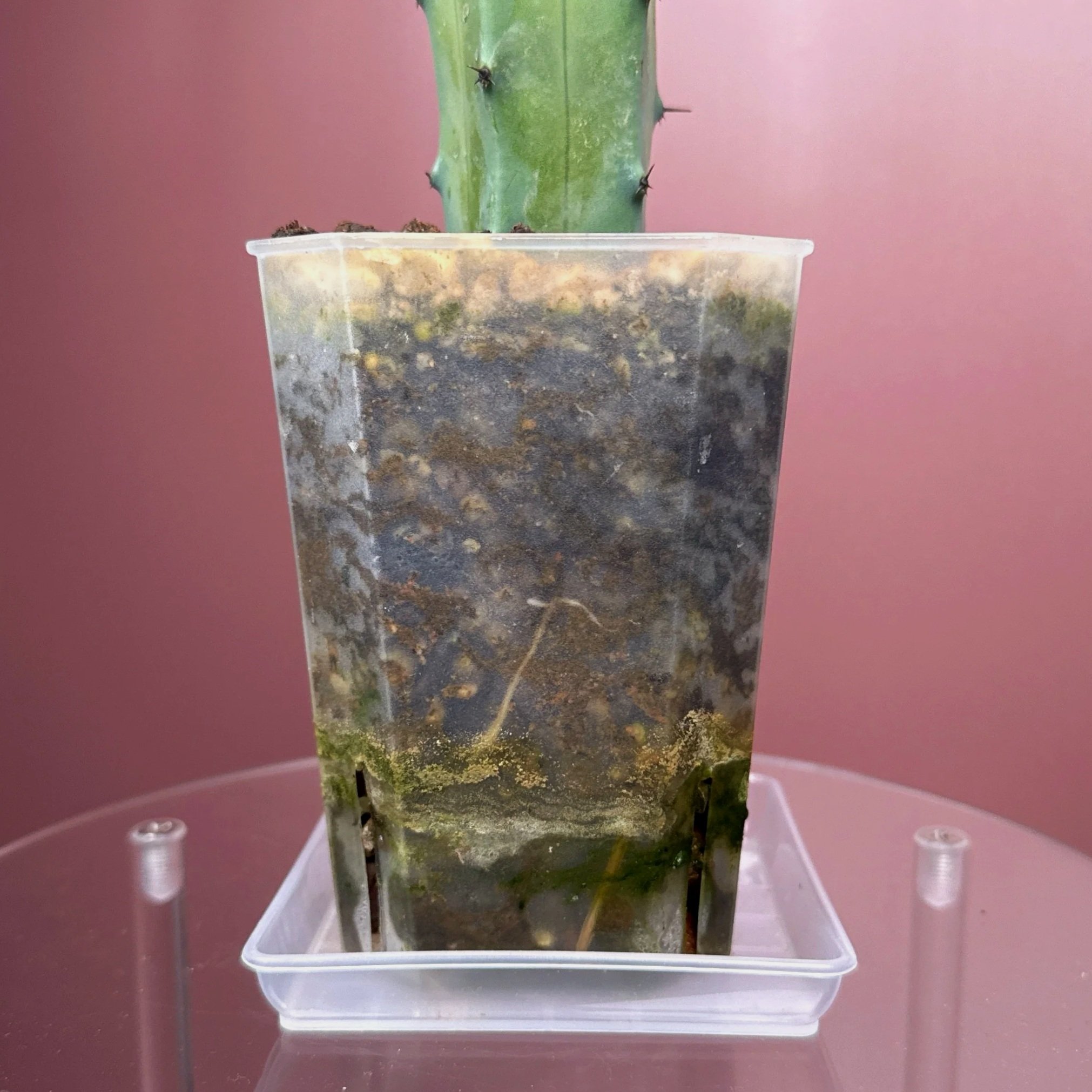 Cactus Myrtillocactus Geometrizans﻿ 'Blue Candle' | Shop Rare Blue Cacti in Sydney, Australia | Melty Plants E-Store, Online