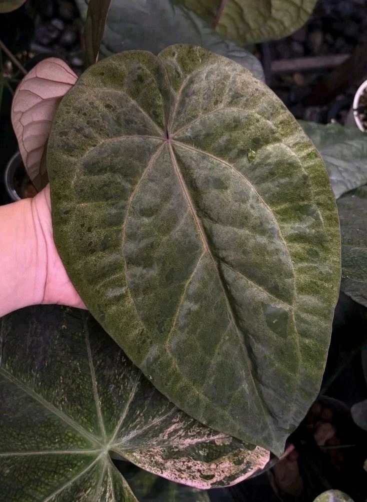 Anthurium Tezula Ace of Spades 'Dark Form' – Mint Variegated | Shop Ultra Rare Variegated Anthuriums online from Sydney, Australia | Melty Plants E-Store, Online