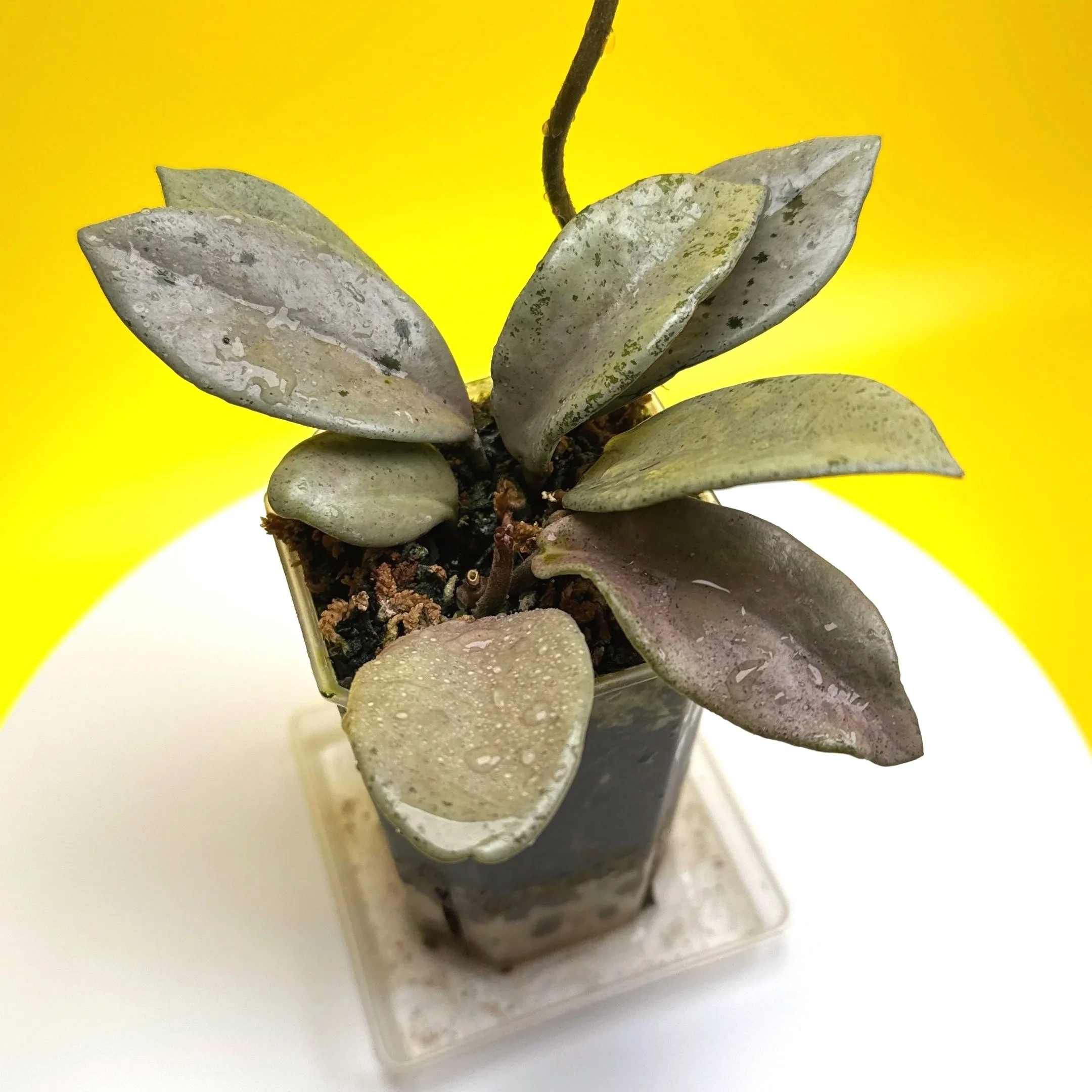 Hoya Carnosa Wilbur Graves Super Silver in 100mm clear pot | Shop Rare Hoya Houseplants from Sydney, Australia | Melty Plants E-Store Online