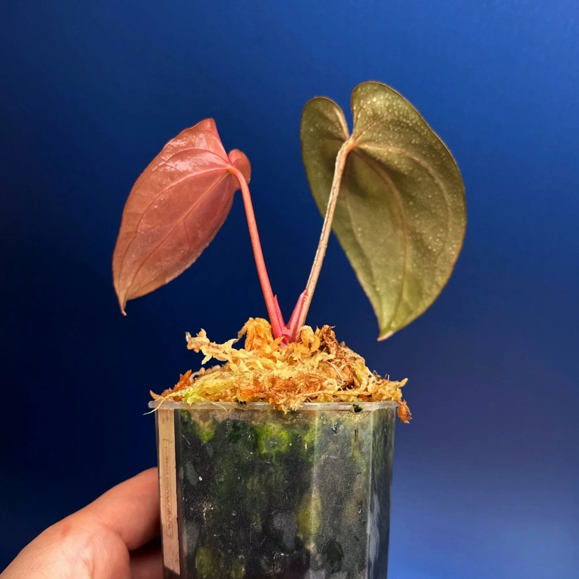 Anthurium Magnificum x Red Vein Dark Phoenix | Shop Rare Anthuriums online from Sydney, Australia | Melty Plants E-Store, Online